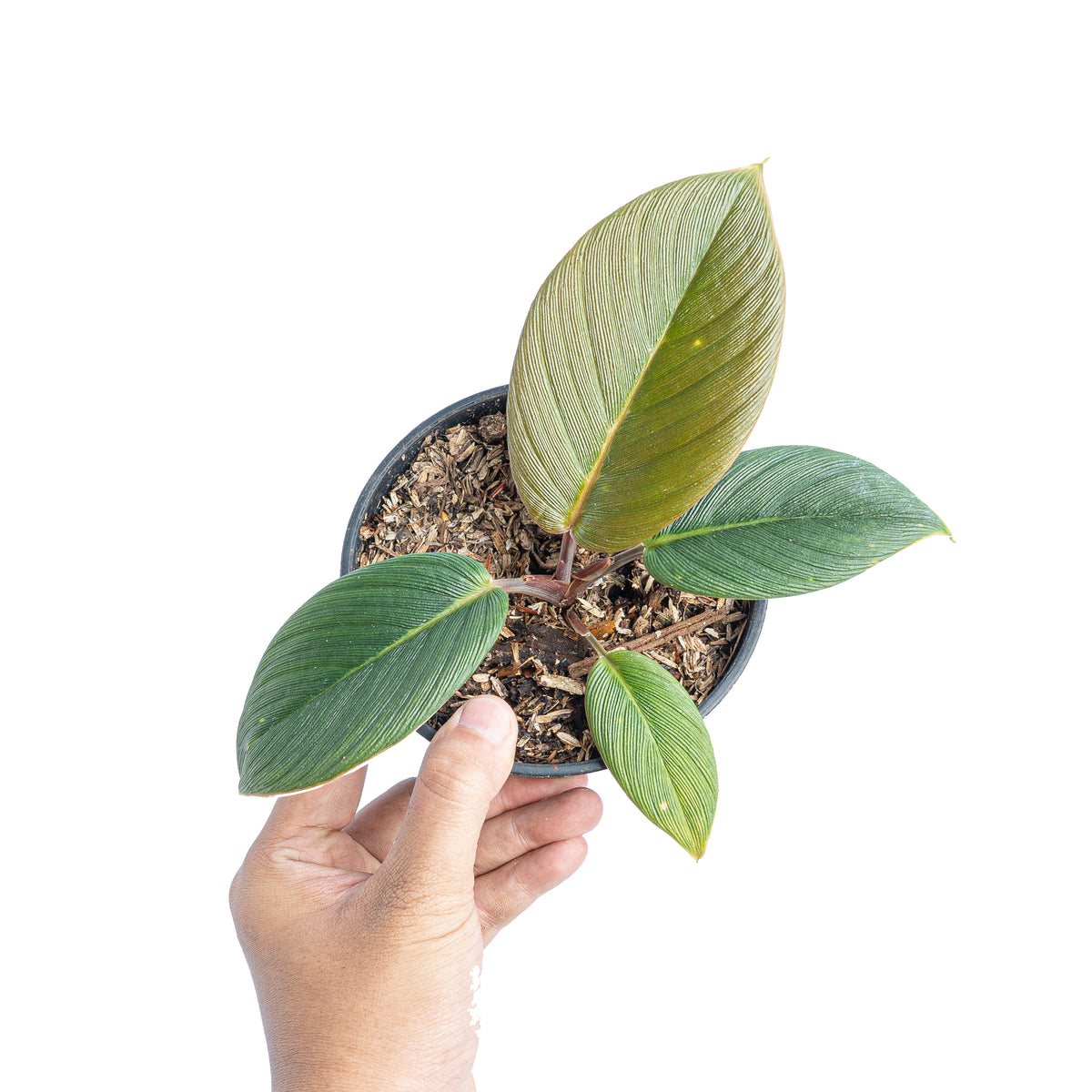 Homalomena red thrick  Sp Sumatra