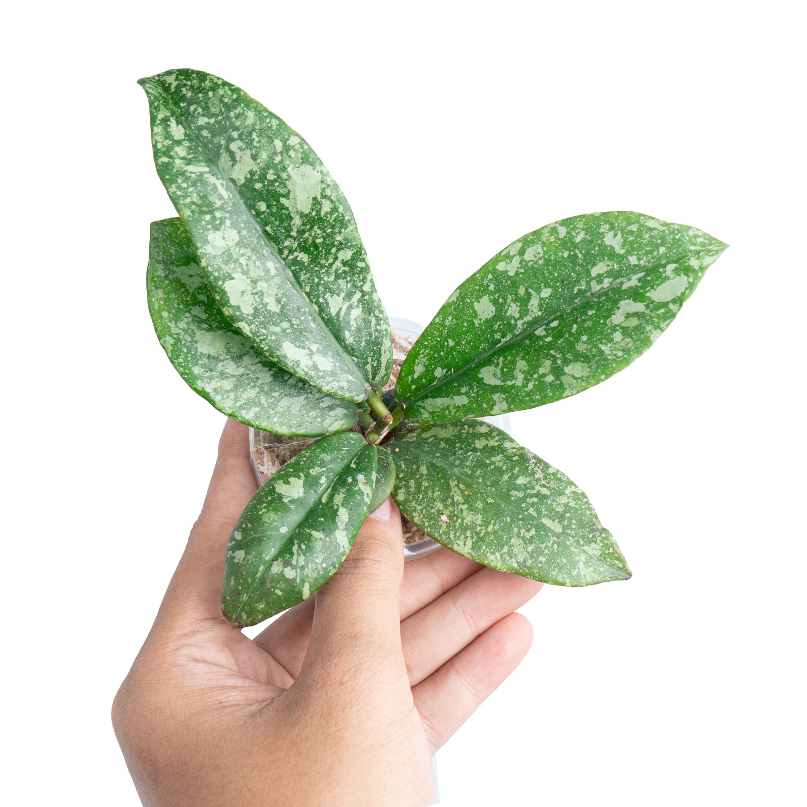 Hoya Slm01 Buntokensis High Splash – Aroid Market