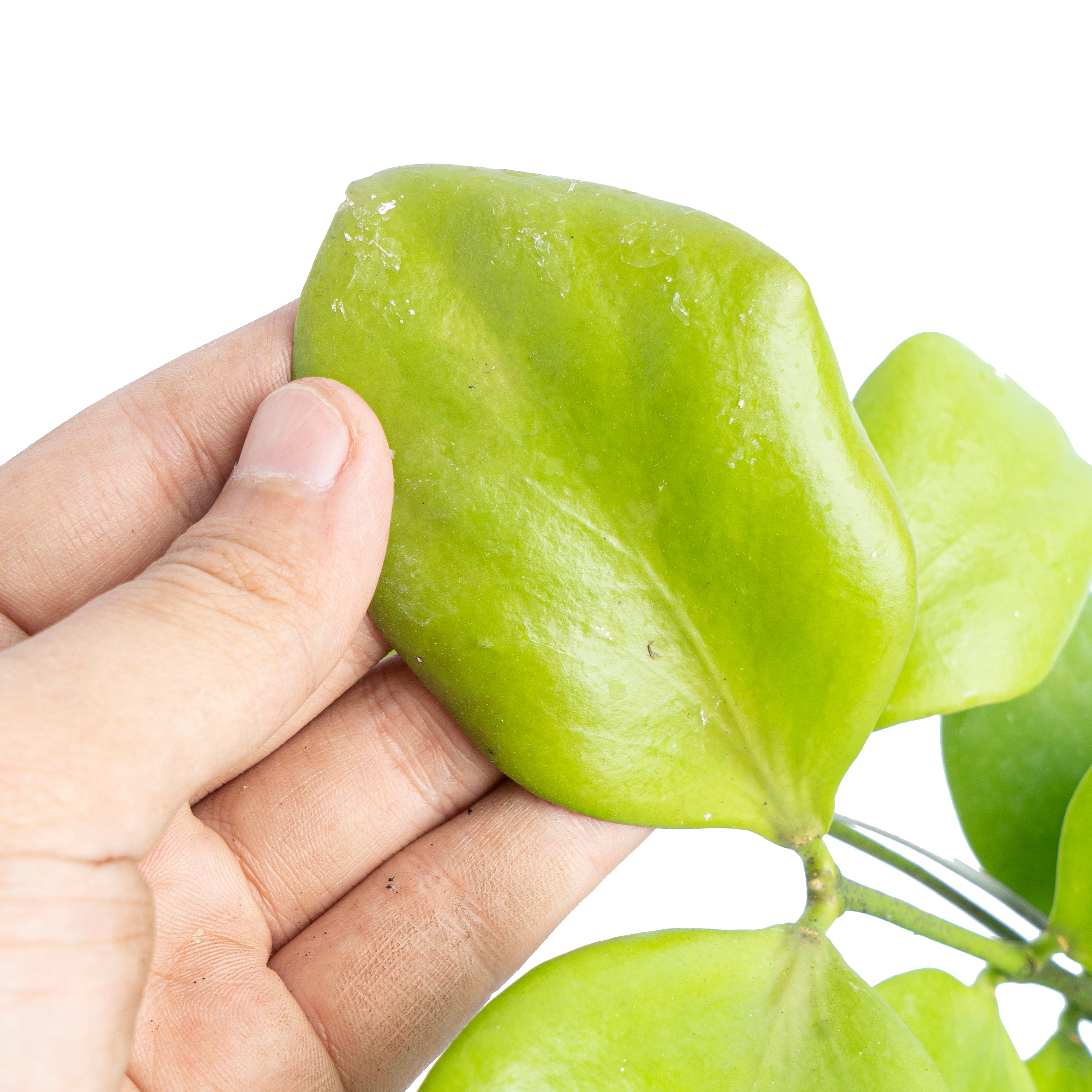 Hoya Anulata