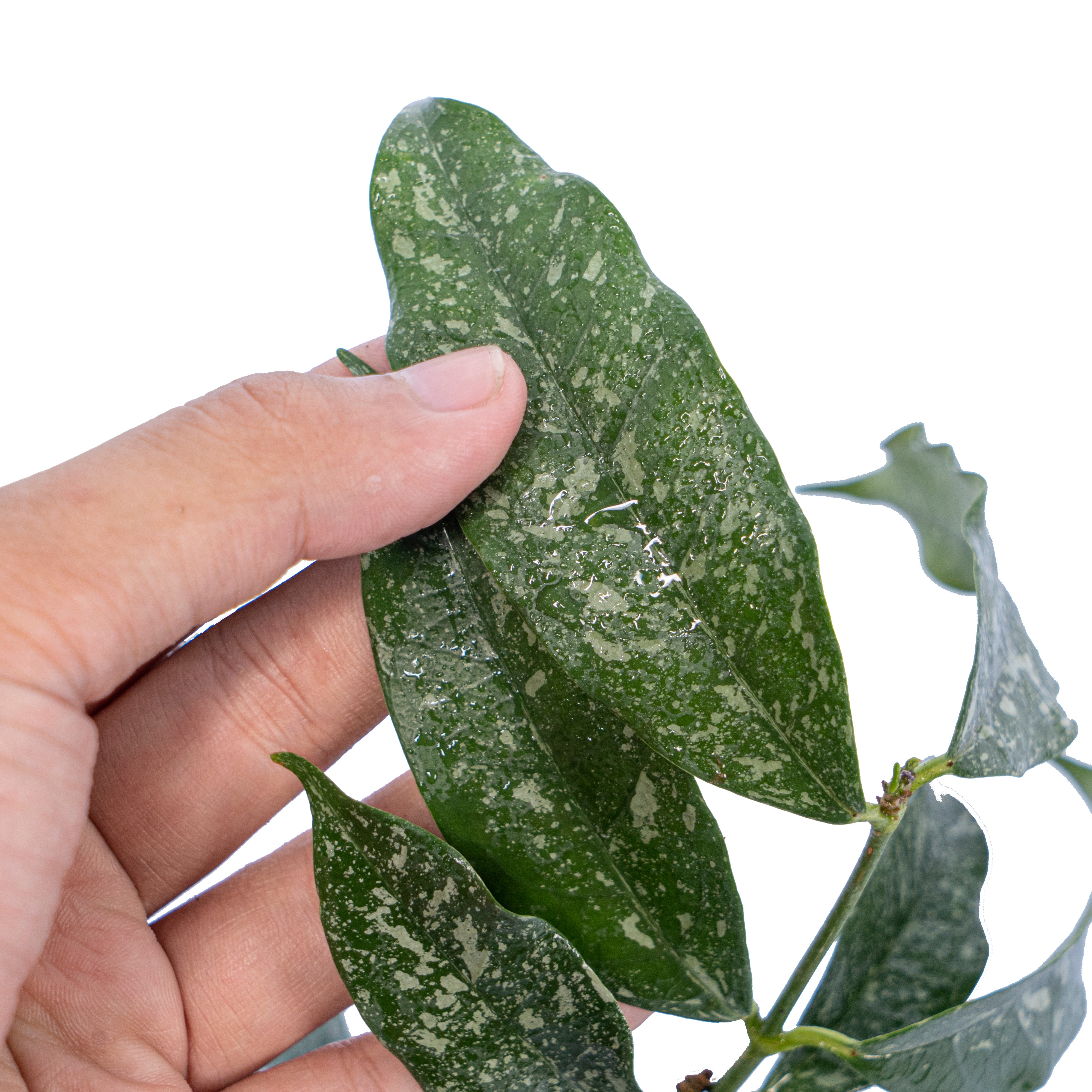 Hoya Campanulata Splash