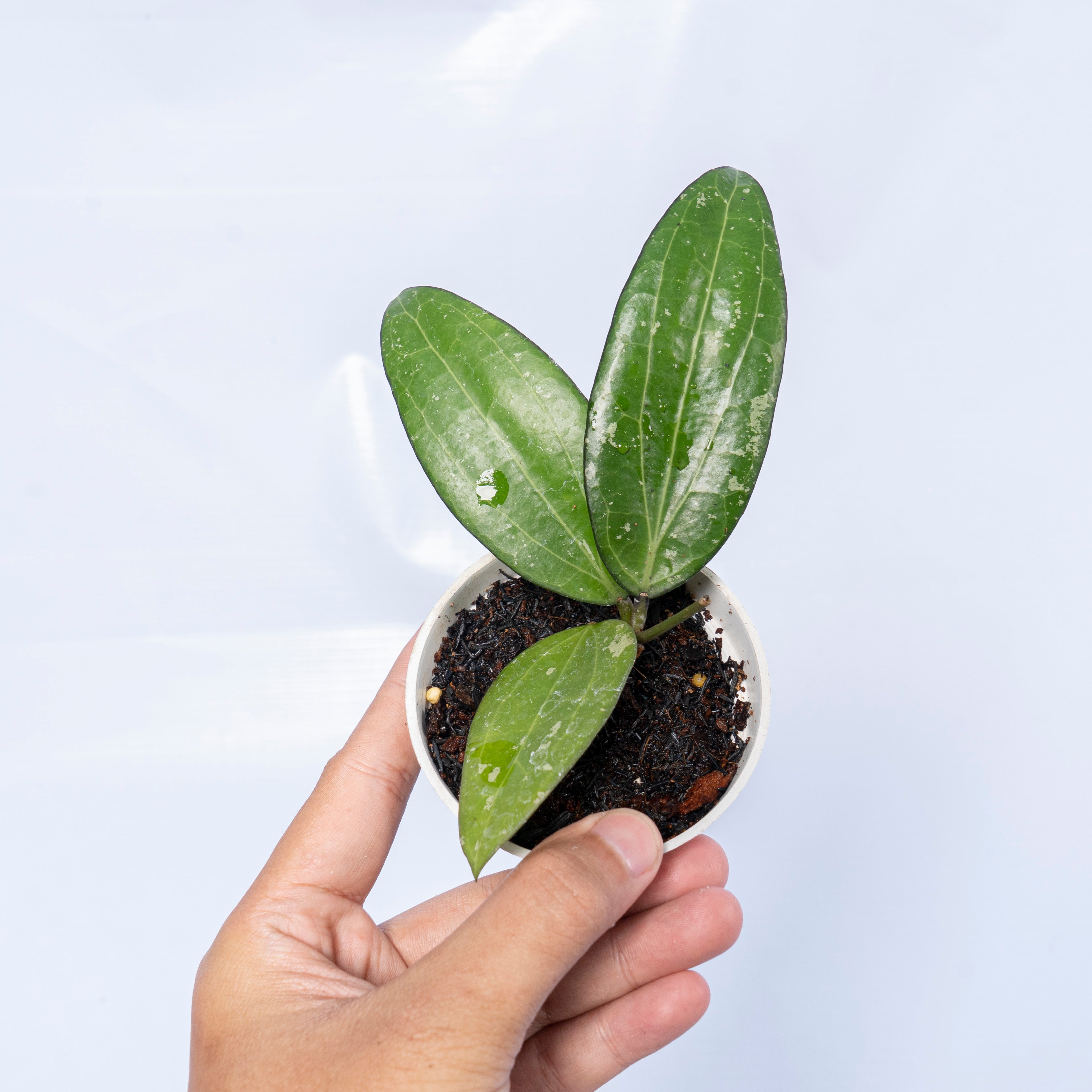 Hoya Cinnamomifolia Sp Jabar