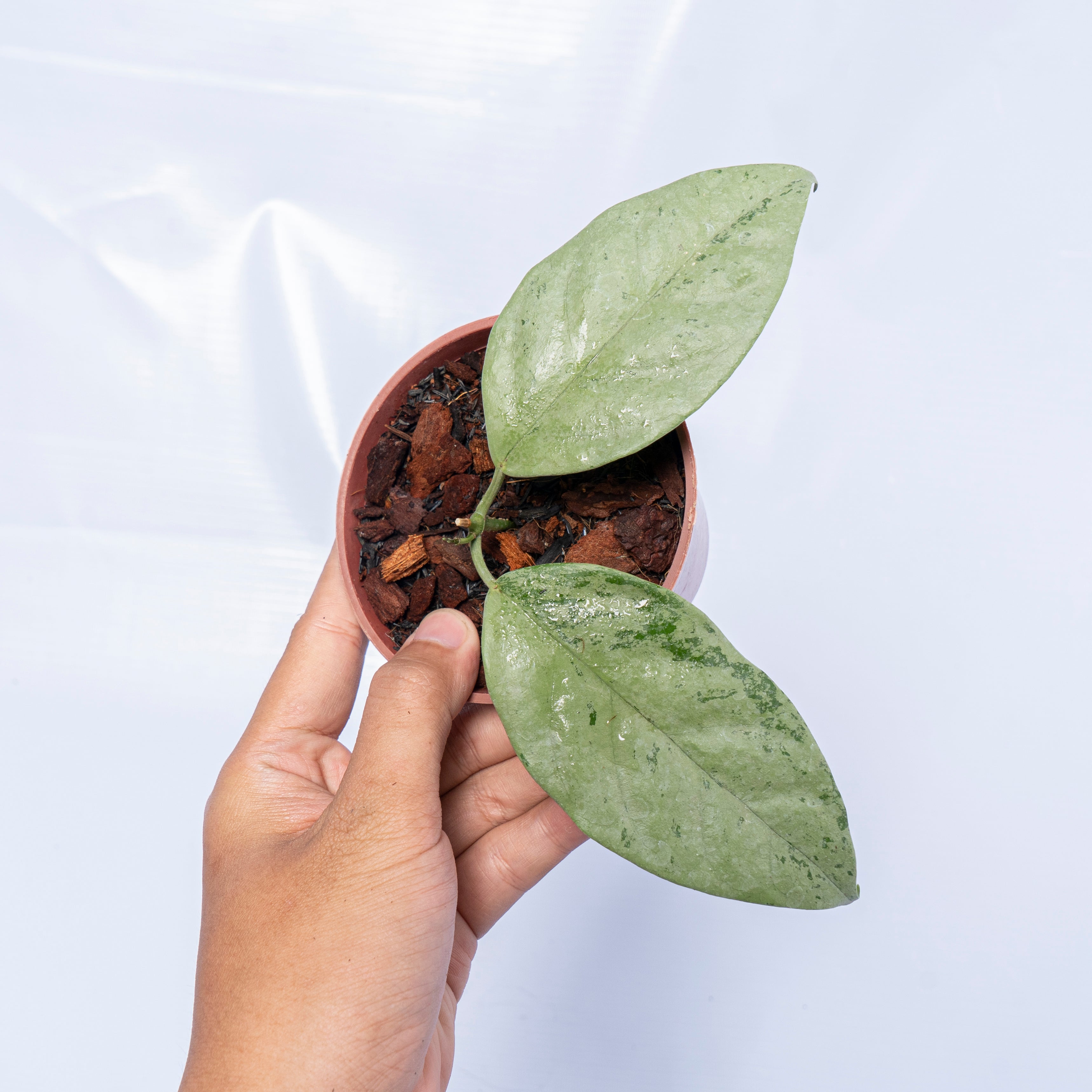 Hoya Coriacea Silver
