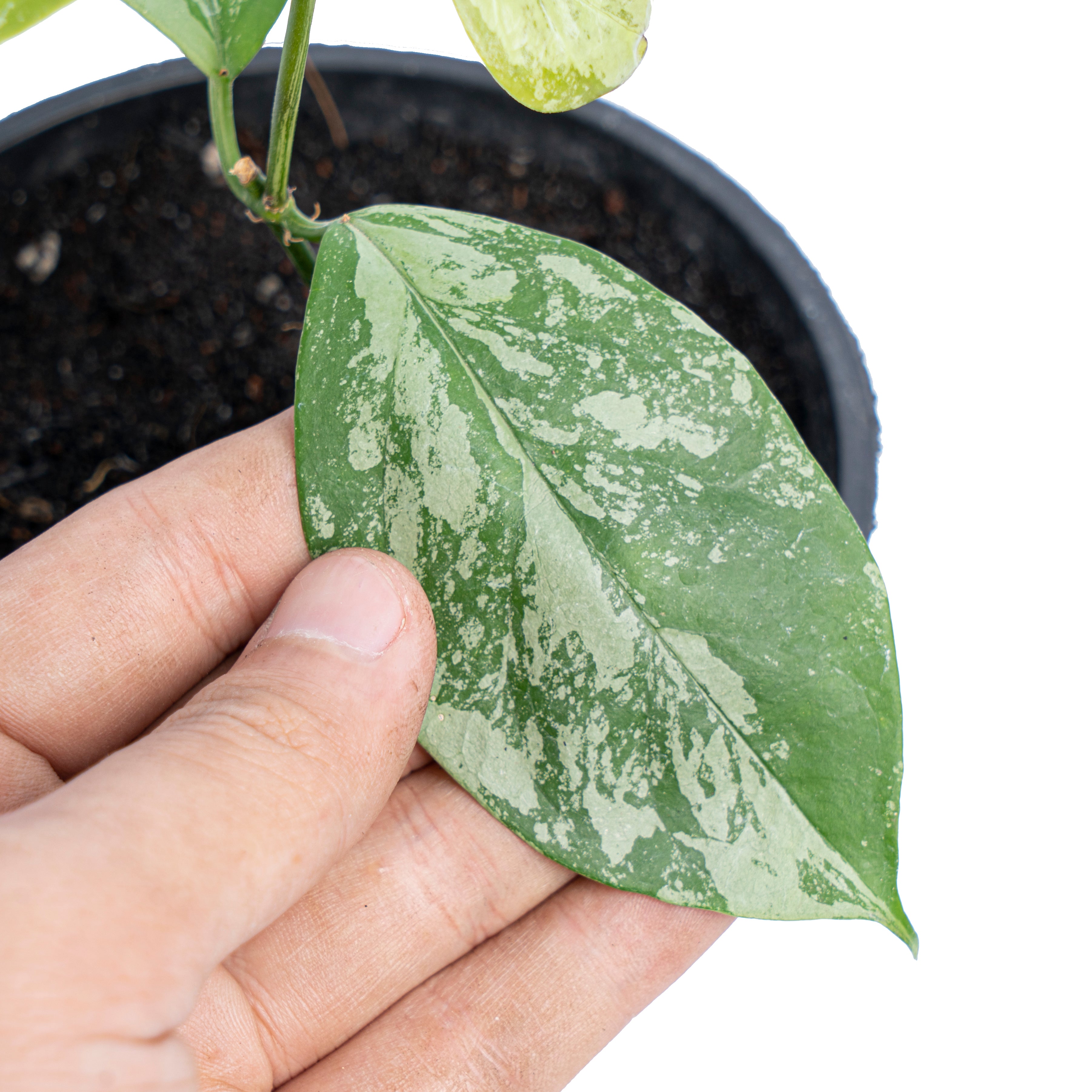 Hoya Coriacea splash - Aroidmarket