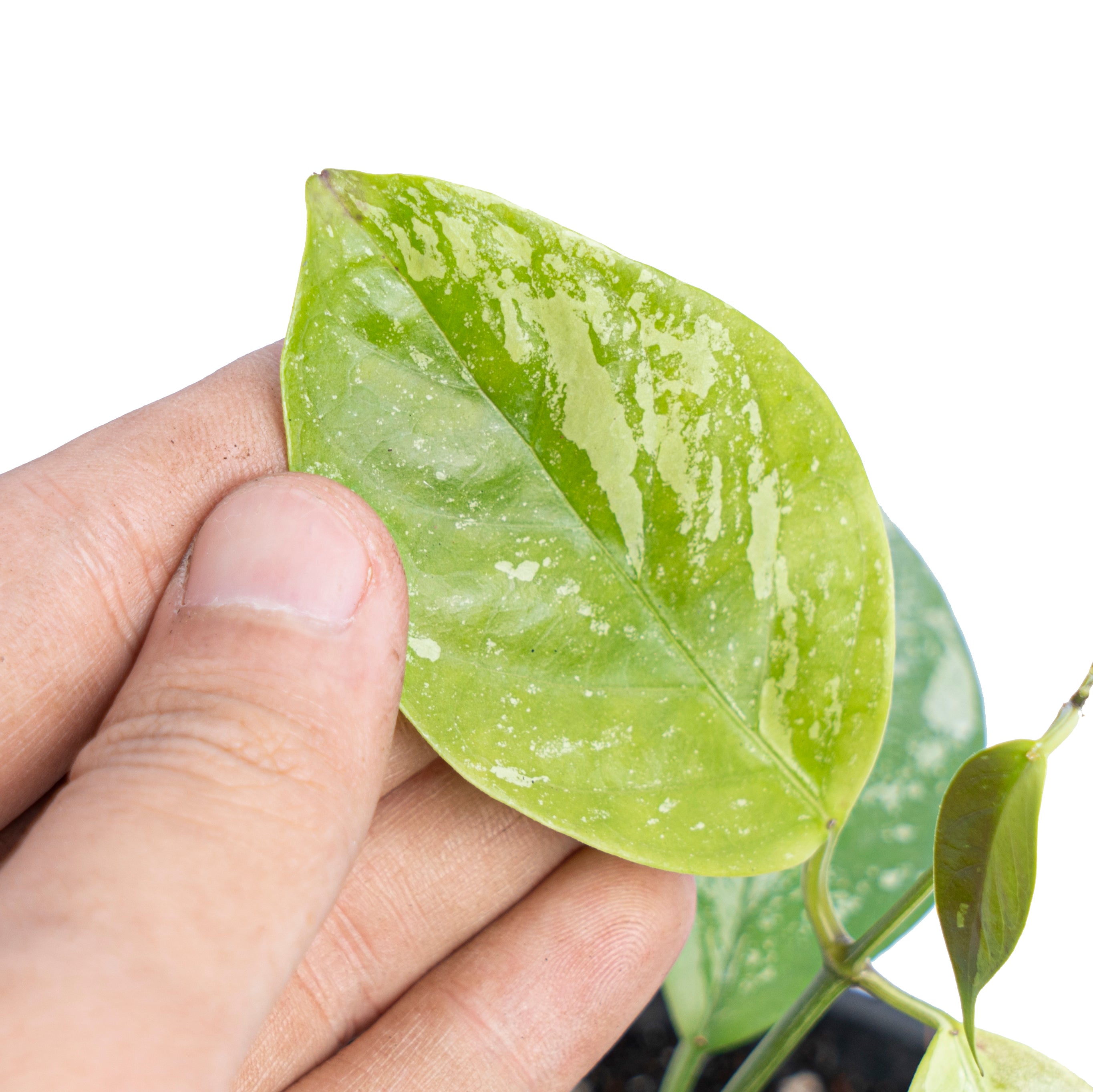 Hoya Coriacea splash - Aroidmarket