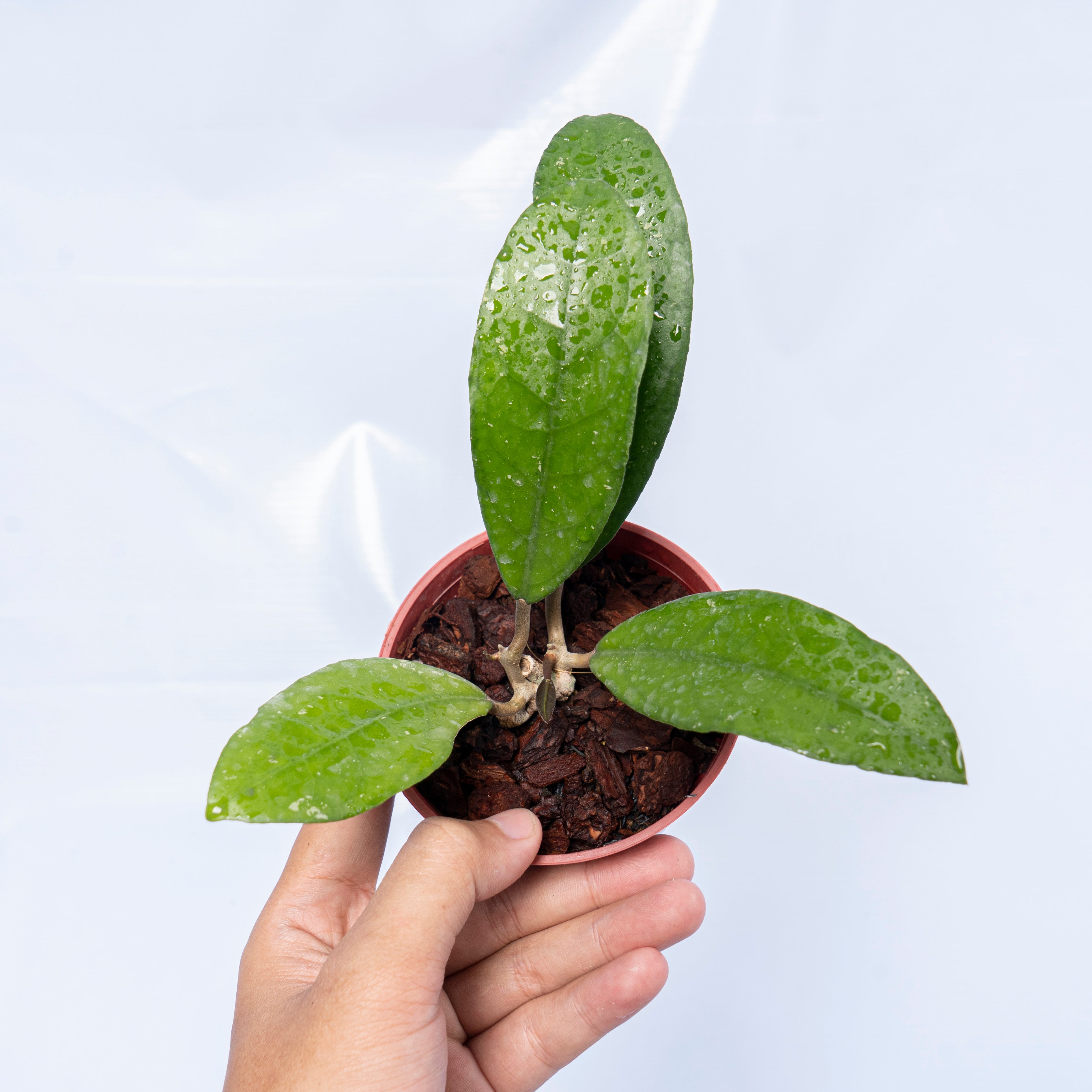 Hoya Fauziana Sp Kalbar