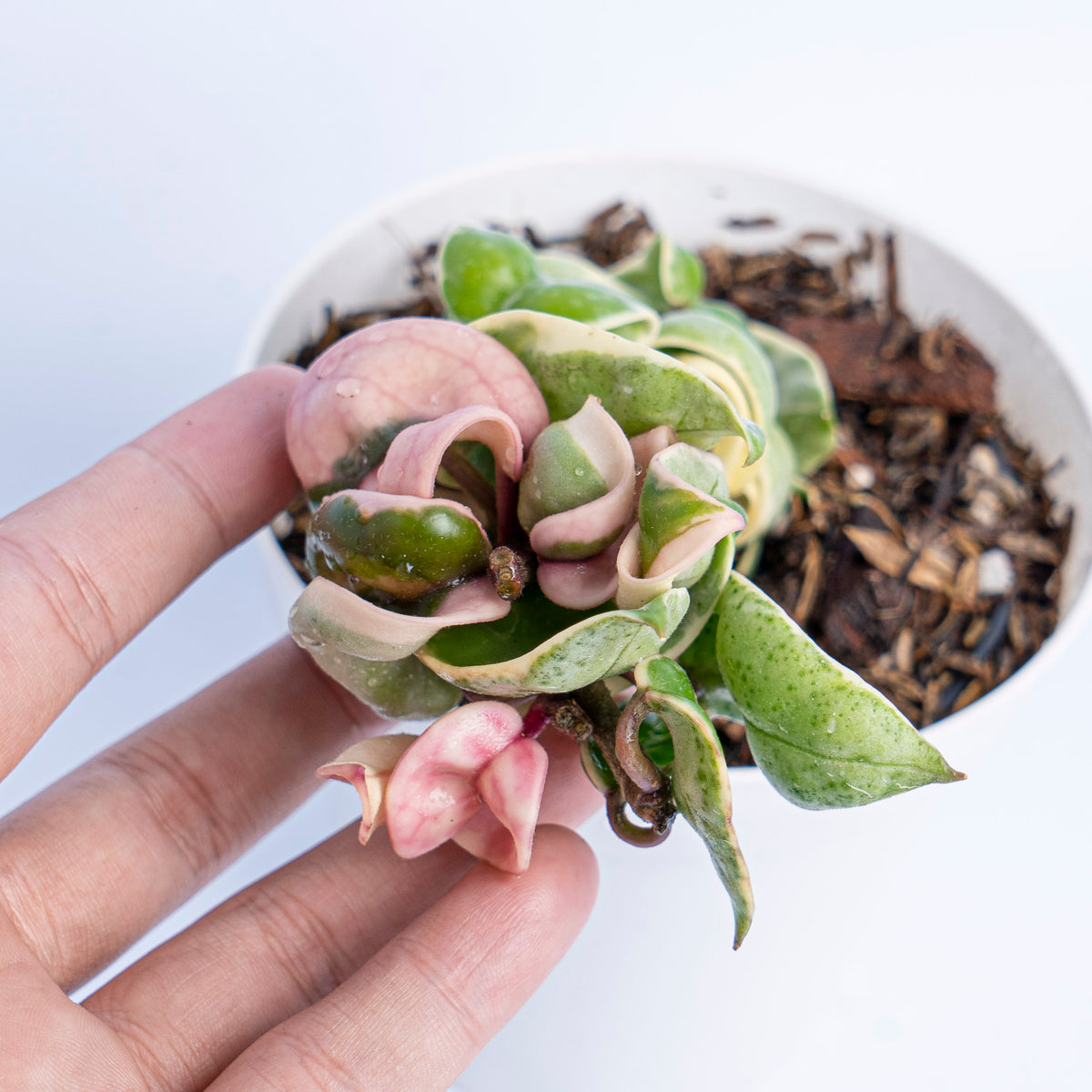 Hoya Hindu Rope Variegated