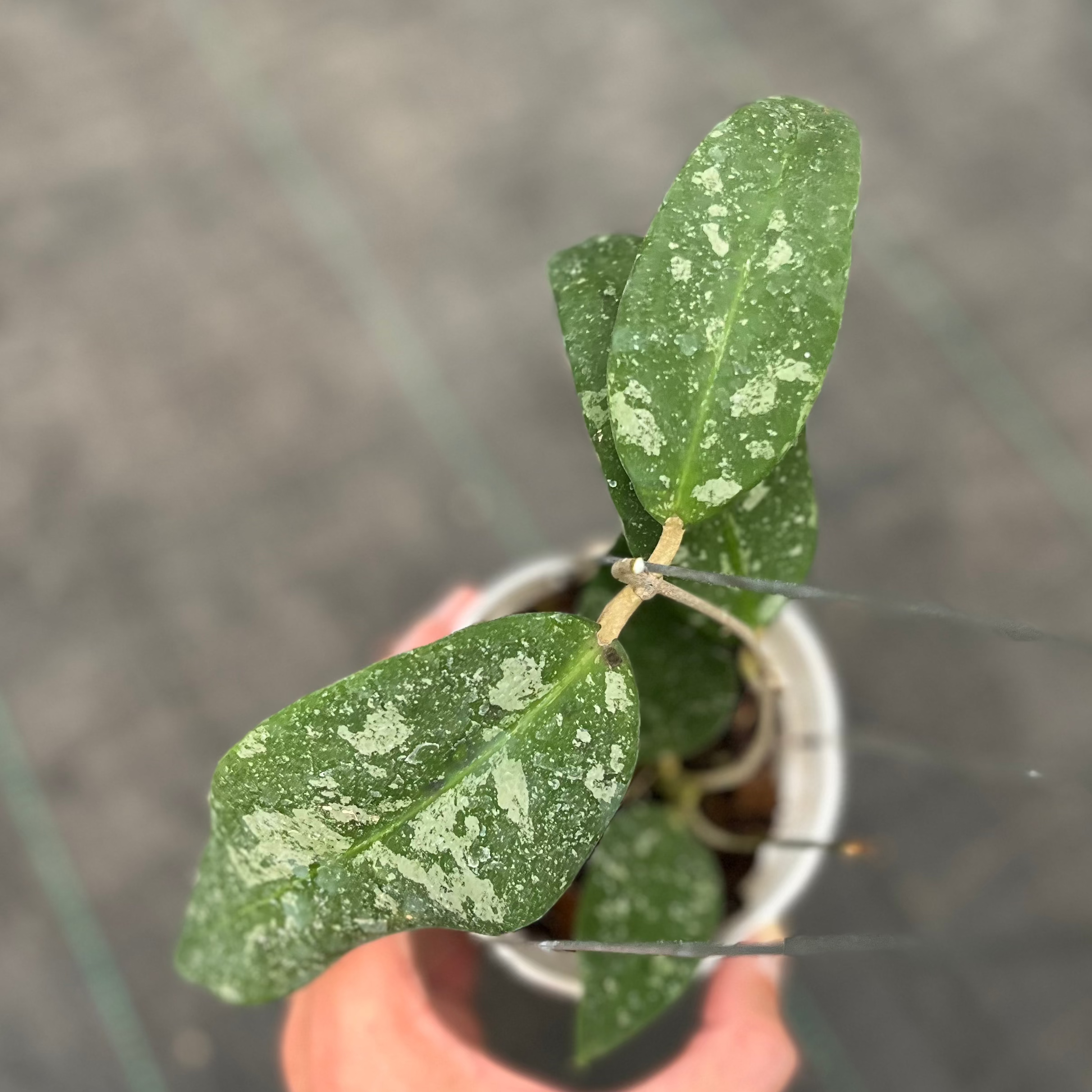Hoya Kaikoeana Splash