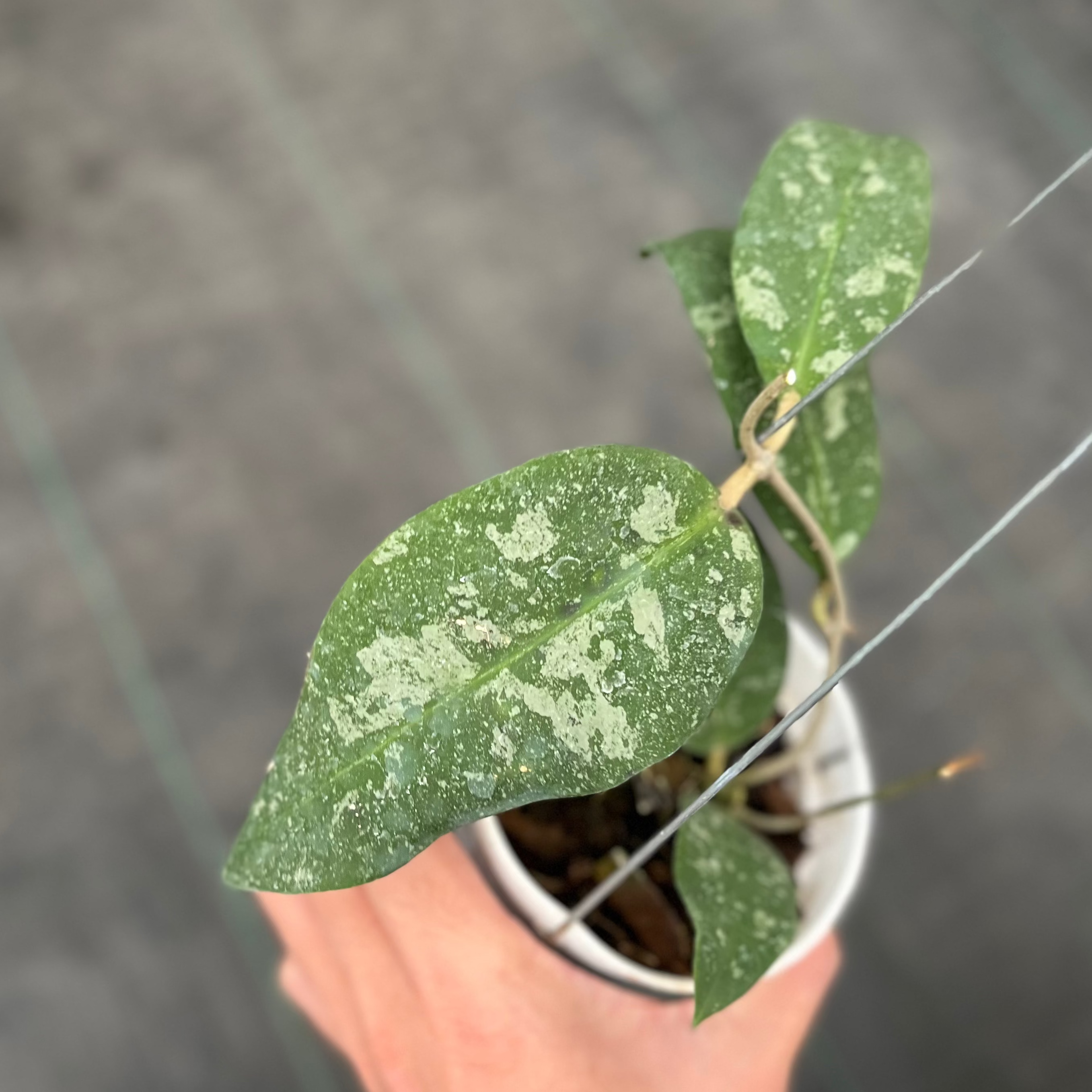 Hoya Kaikoeana Splash