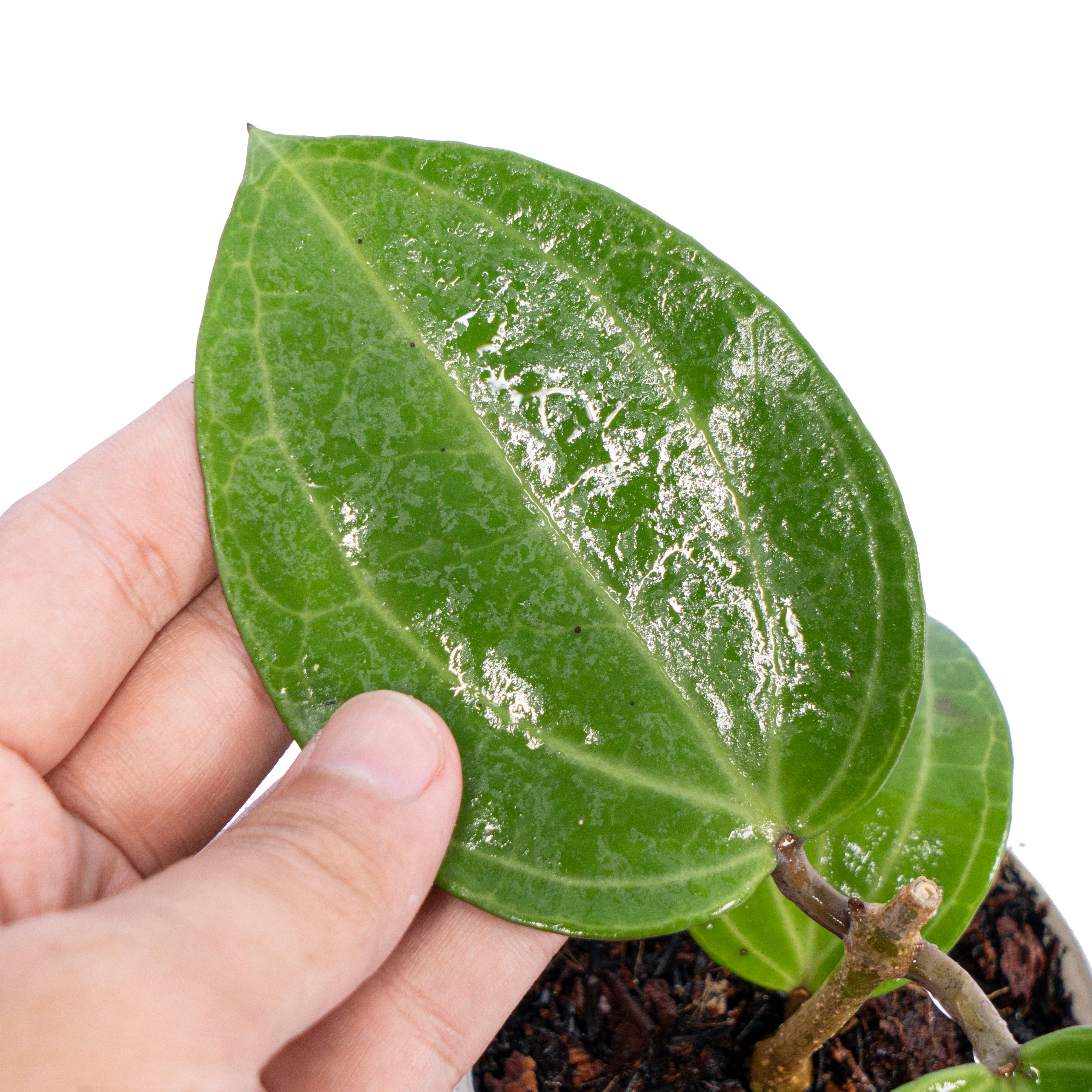 Hoya Latifolia Water Melon