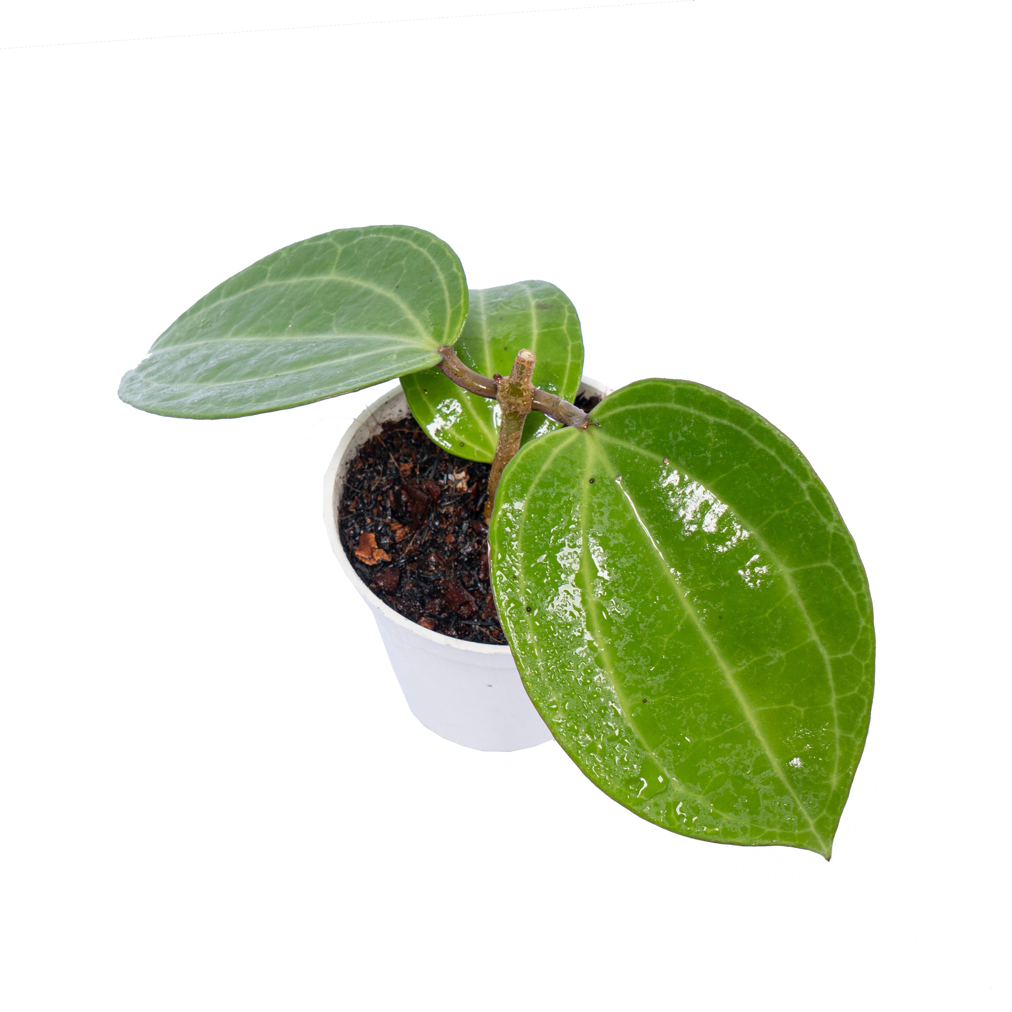 Hoya Latifolia Water Melon