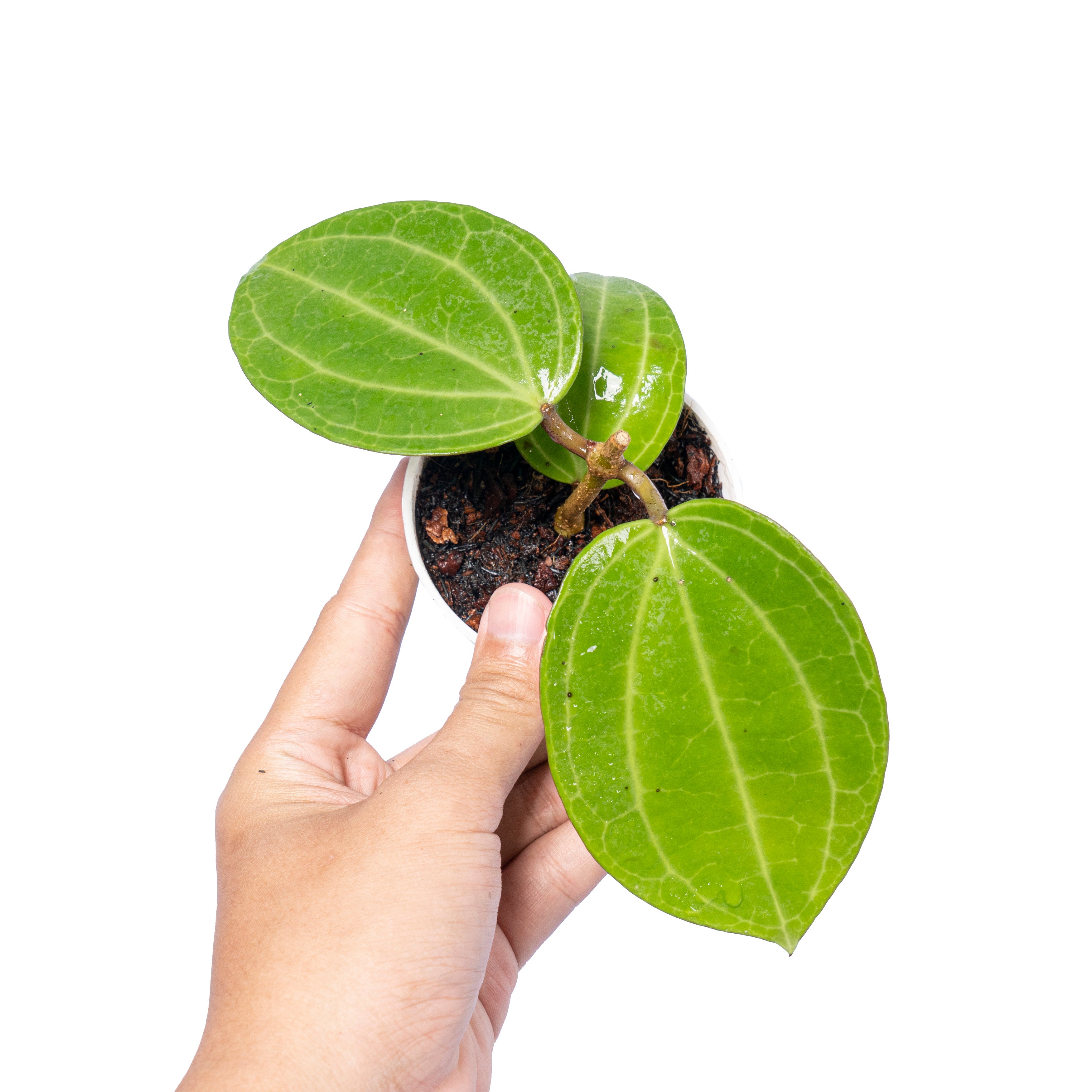 Hoya Latifolia Water Melon