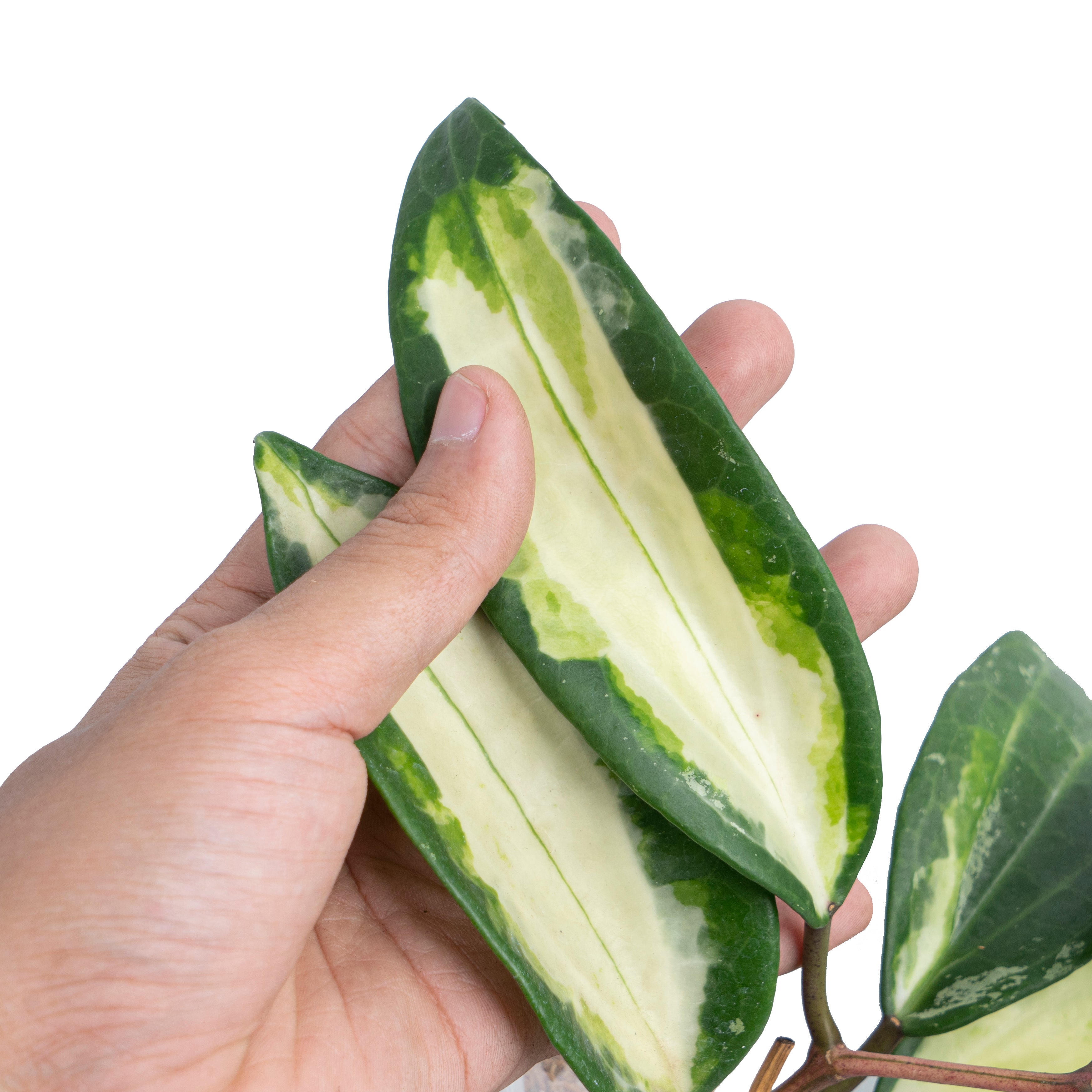 Hoya Latifollia Queensy