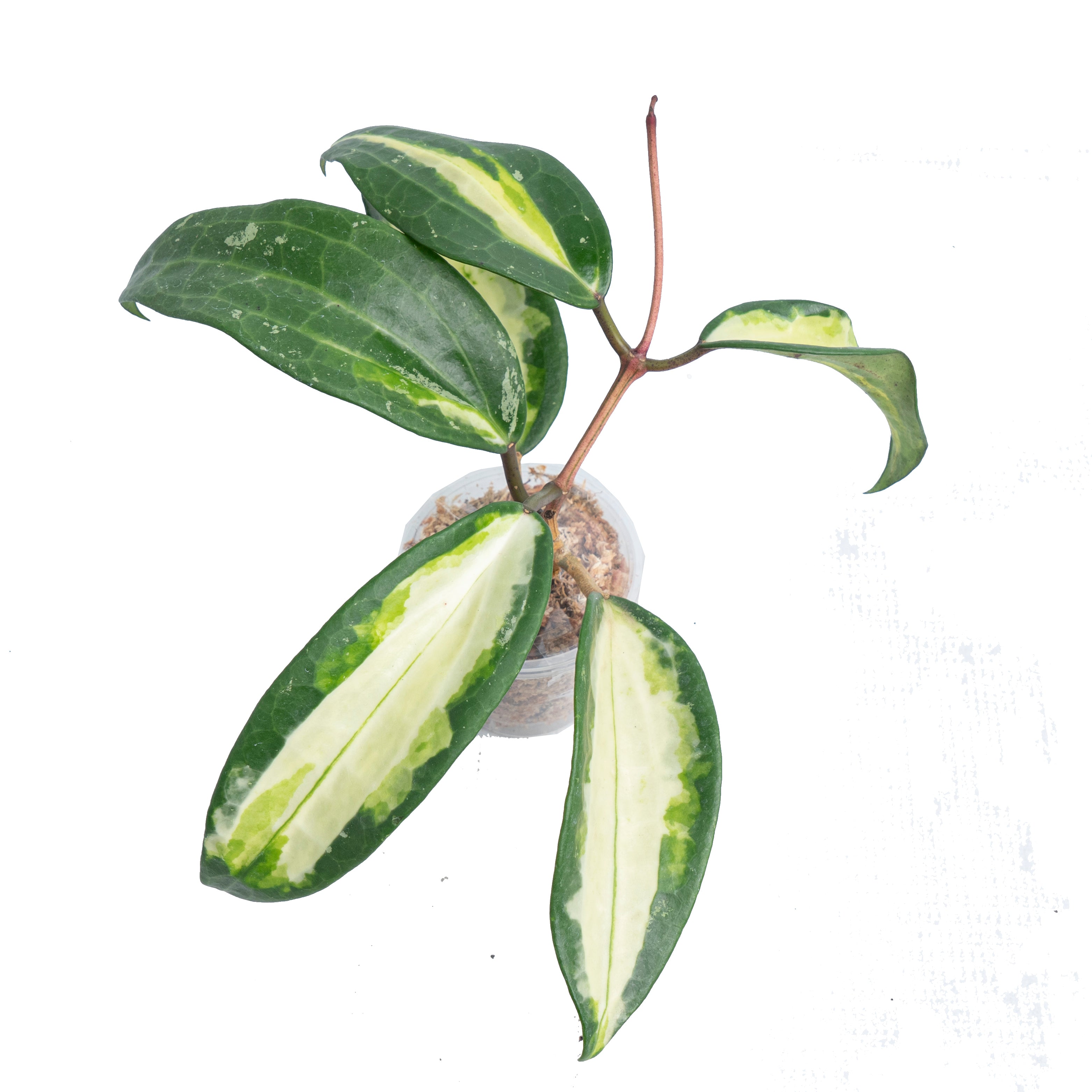 Hoya Latifollia Queensy