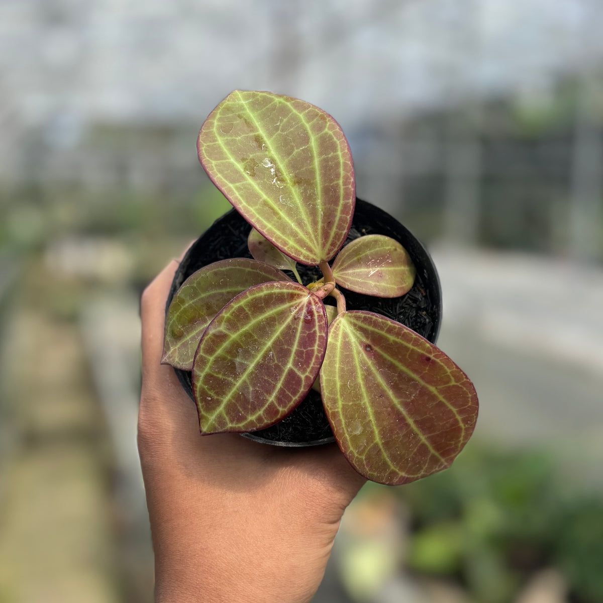 Hoya Macrophylla Red