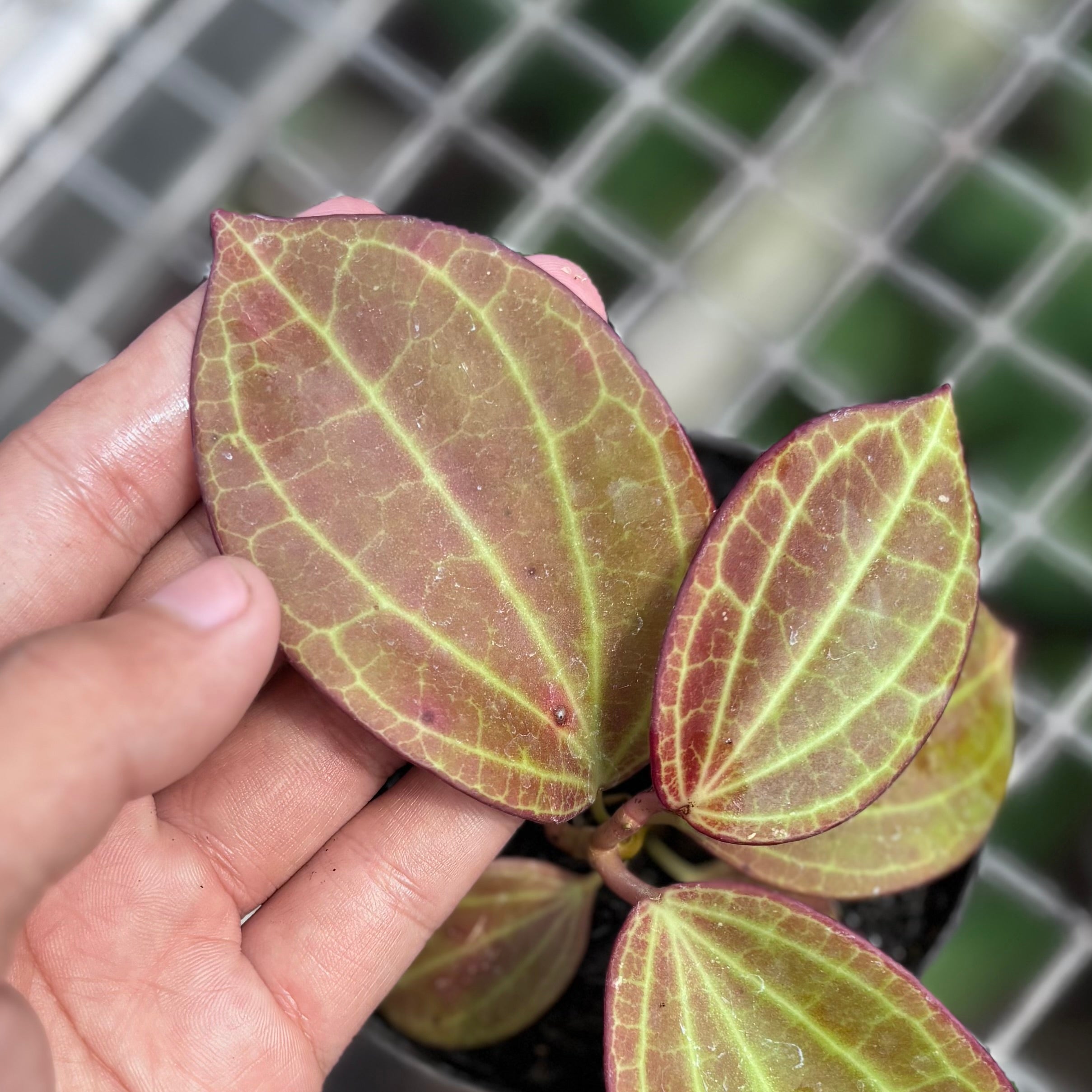 Hoya Macrophylla Red