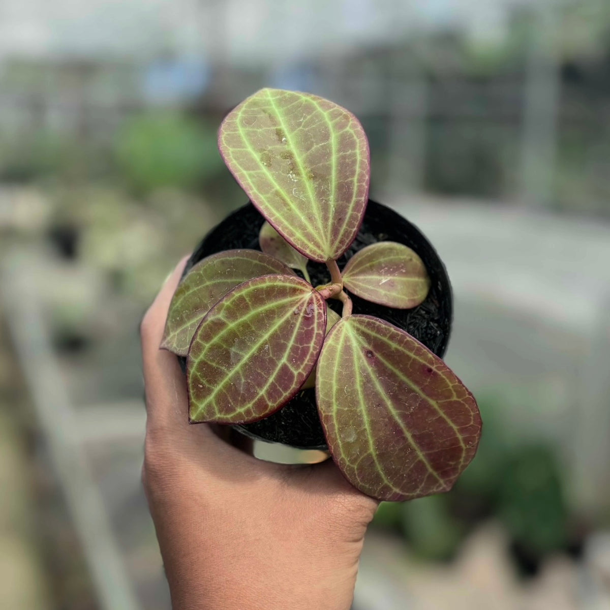 Hoya Macrophylla Red