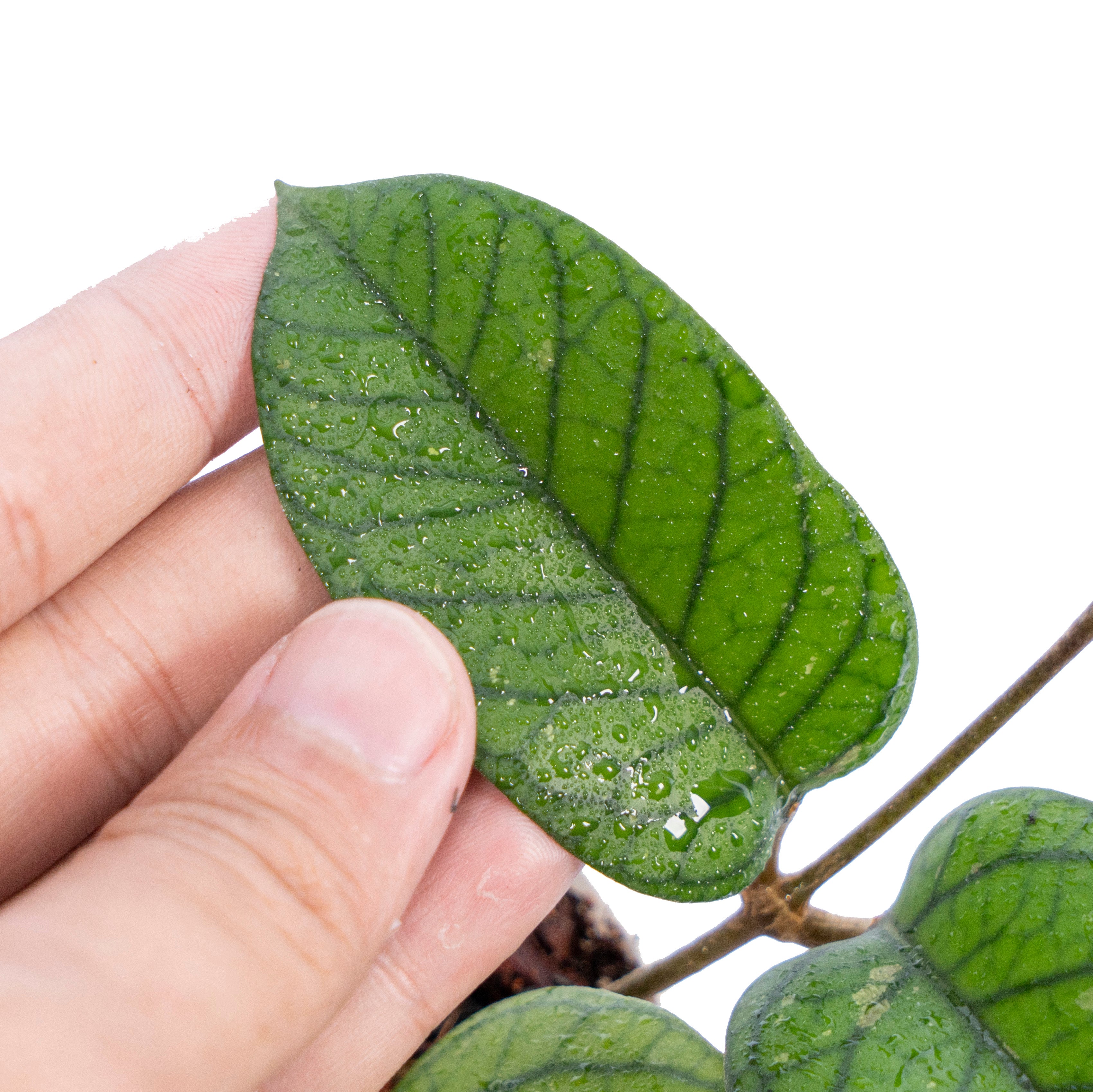 Hoya Meredhitii Aceh Big leaf