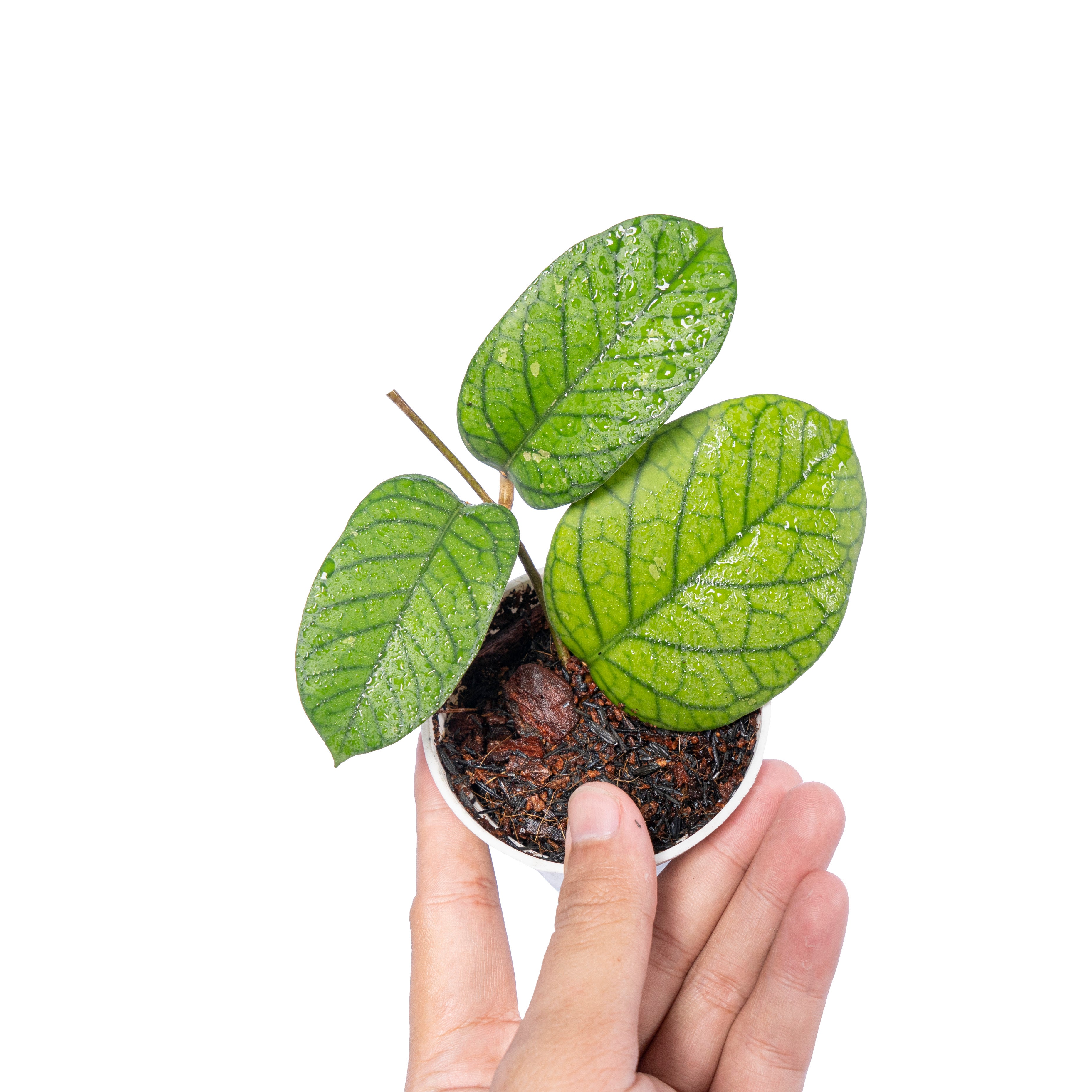 Hoya Meredhitii Aceh Big leaf