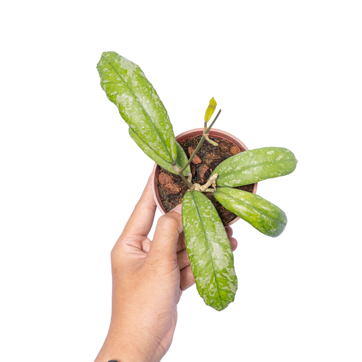 Hoya New Sp Sumatra