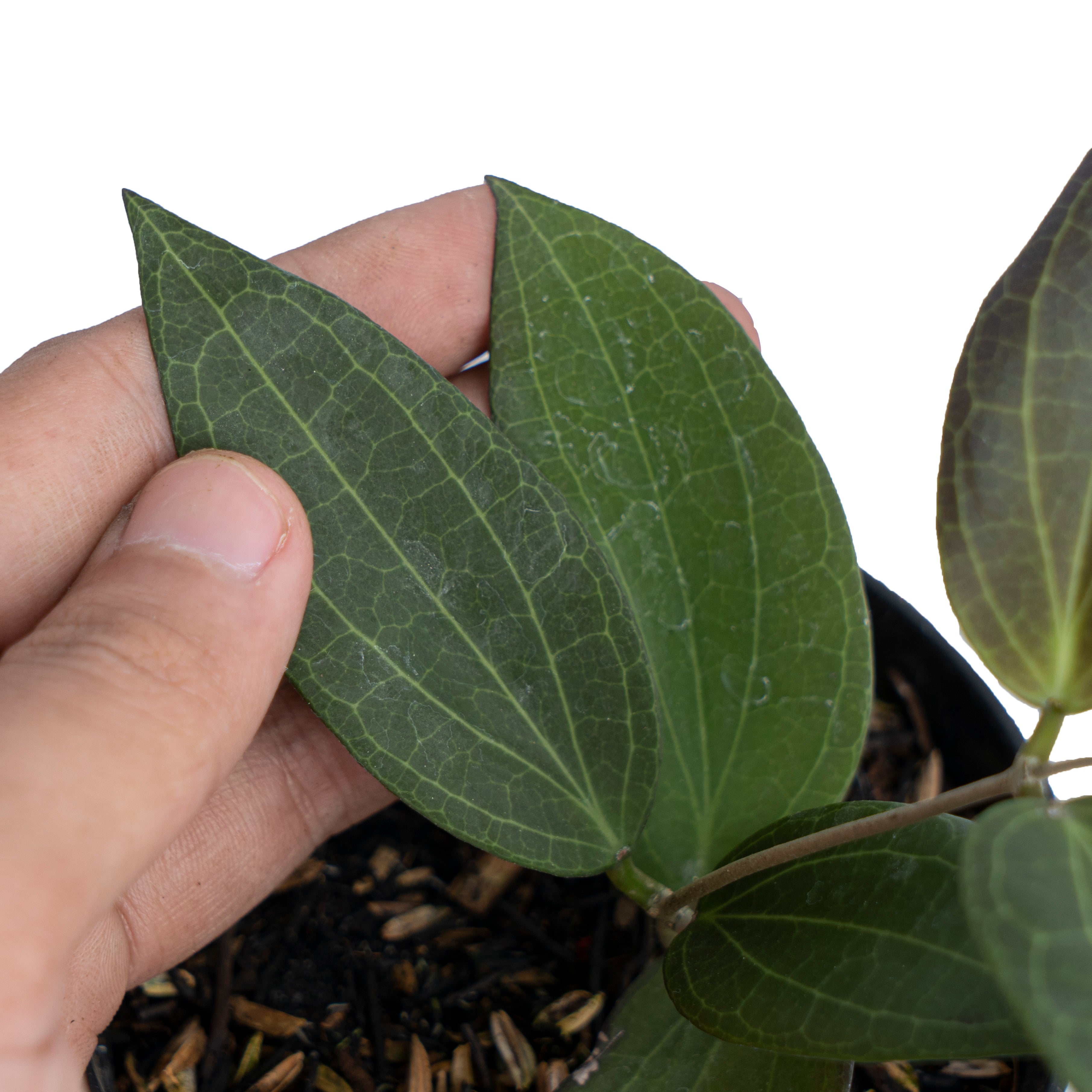 Hoya Nicholsoniae Sp Sulawesi