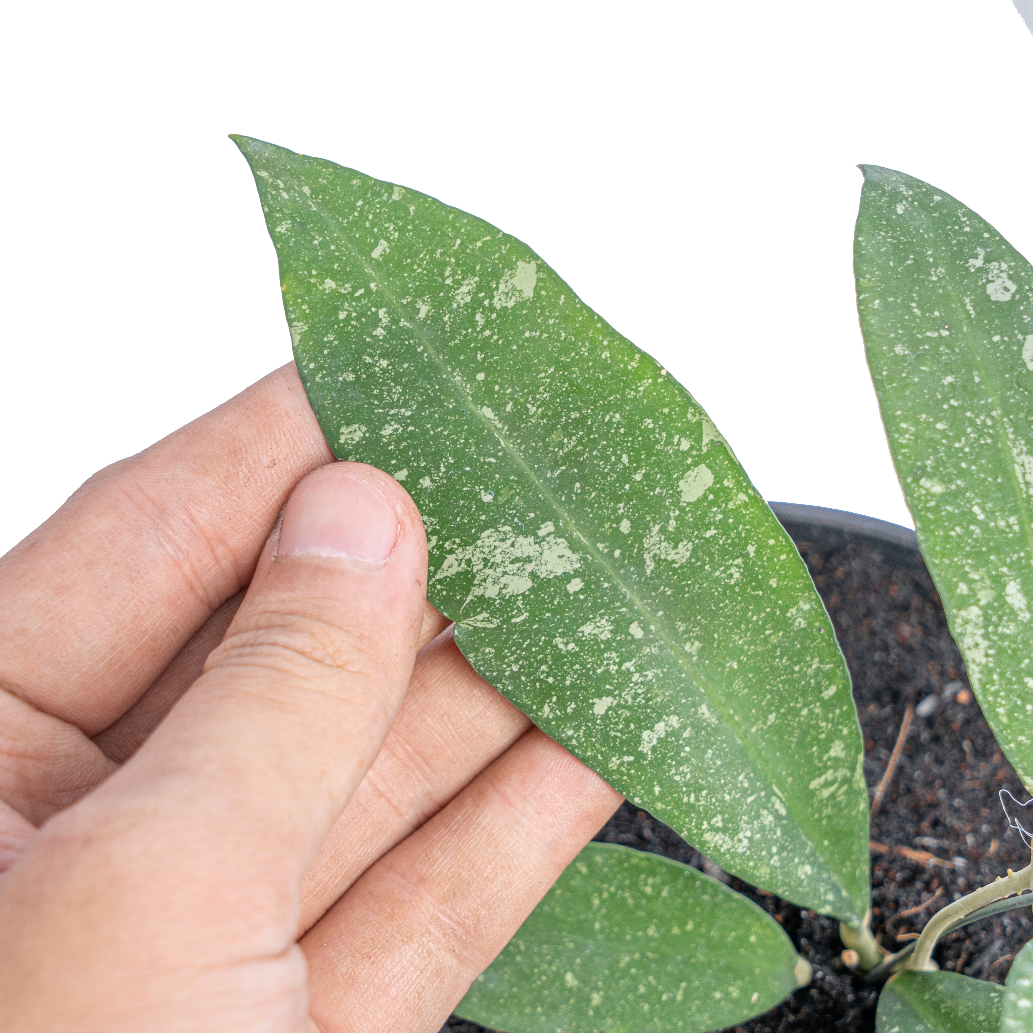 Hoya Polypus splash - Aroidmarket