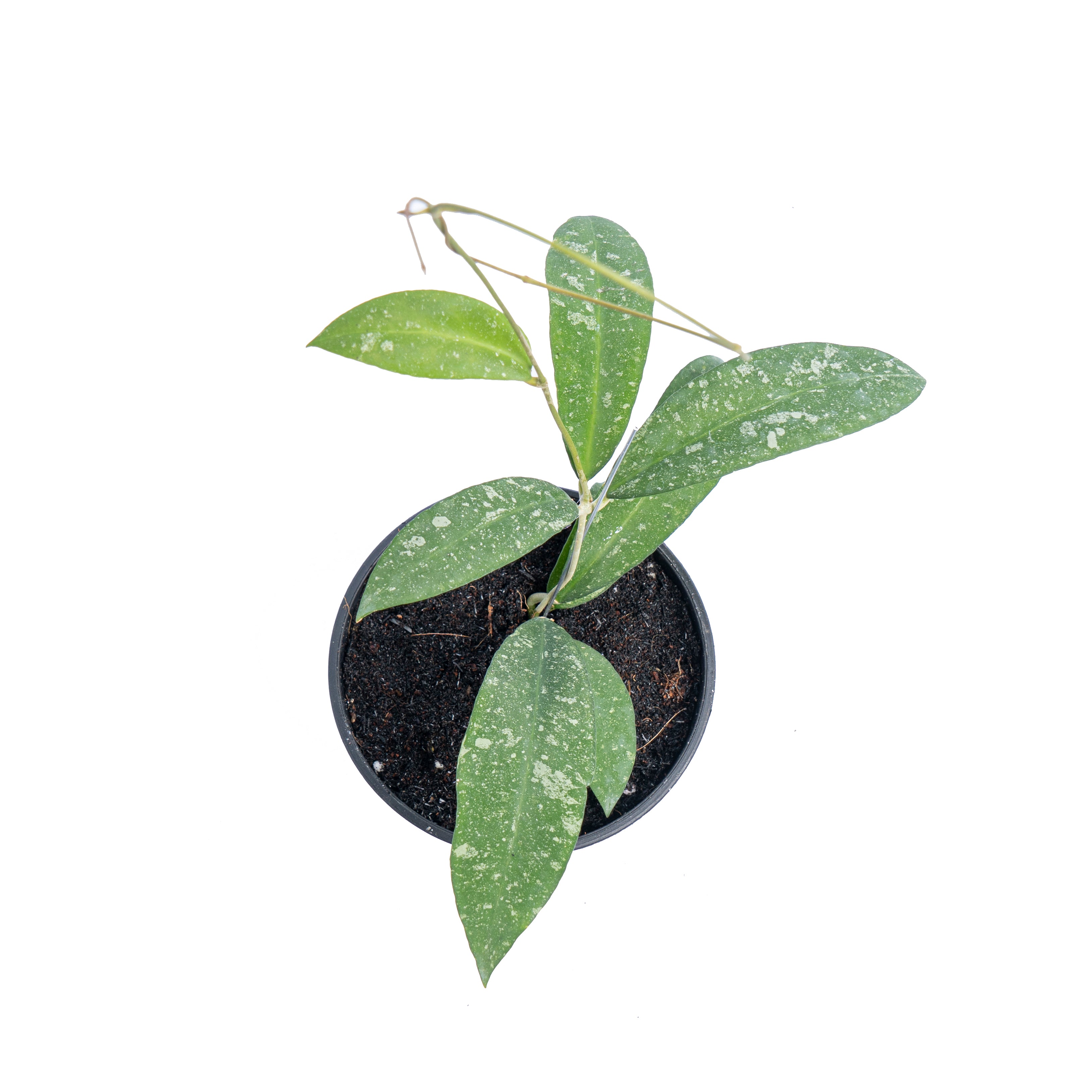 Hoya Polypus splash - Aroidmarket