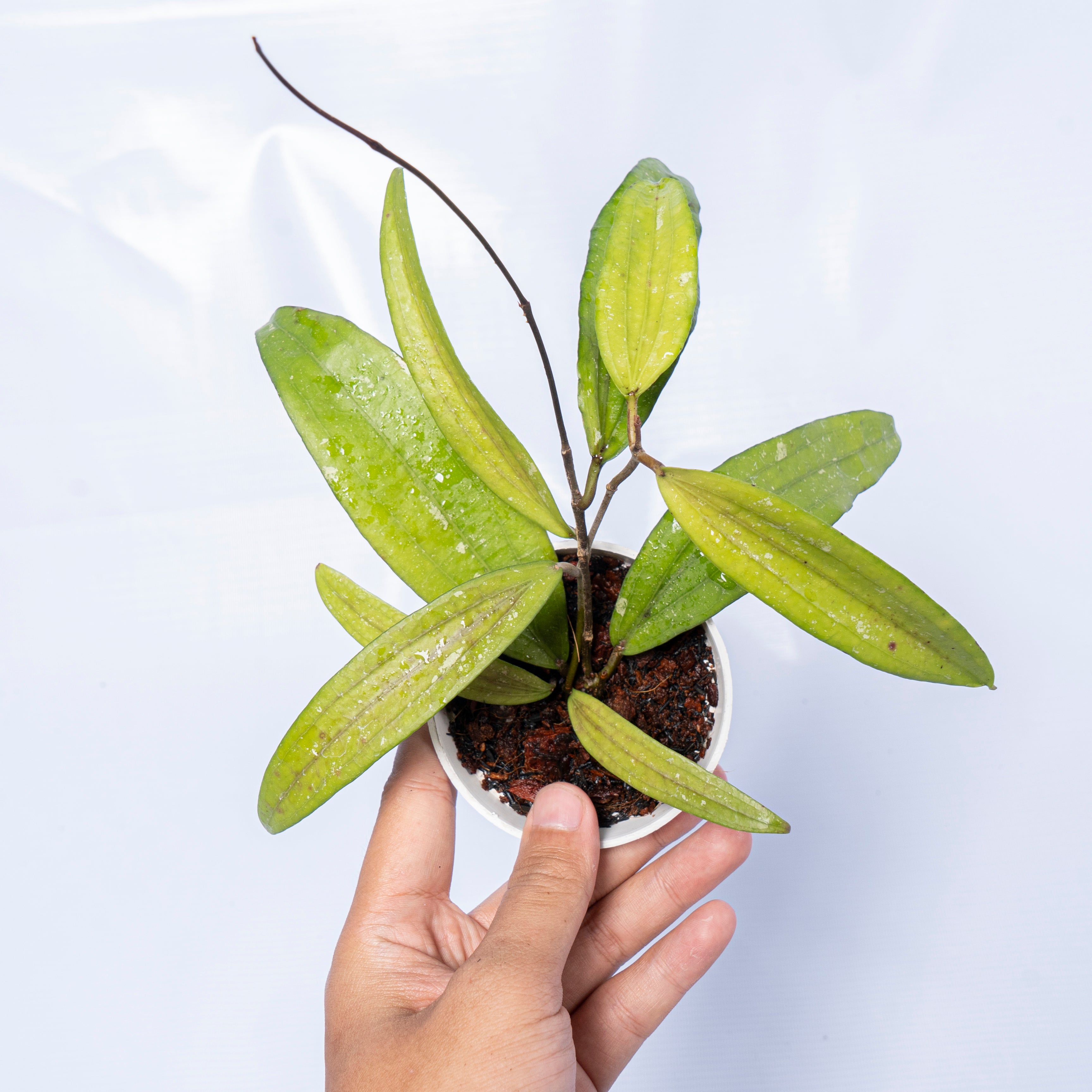 Hoya Rindu Raflesia