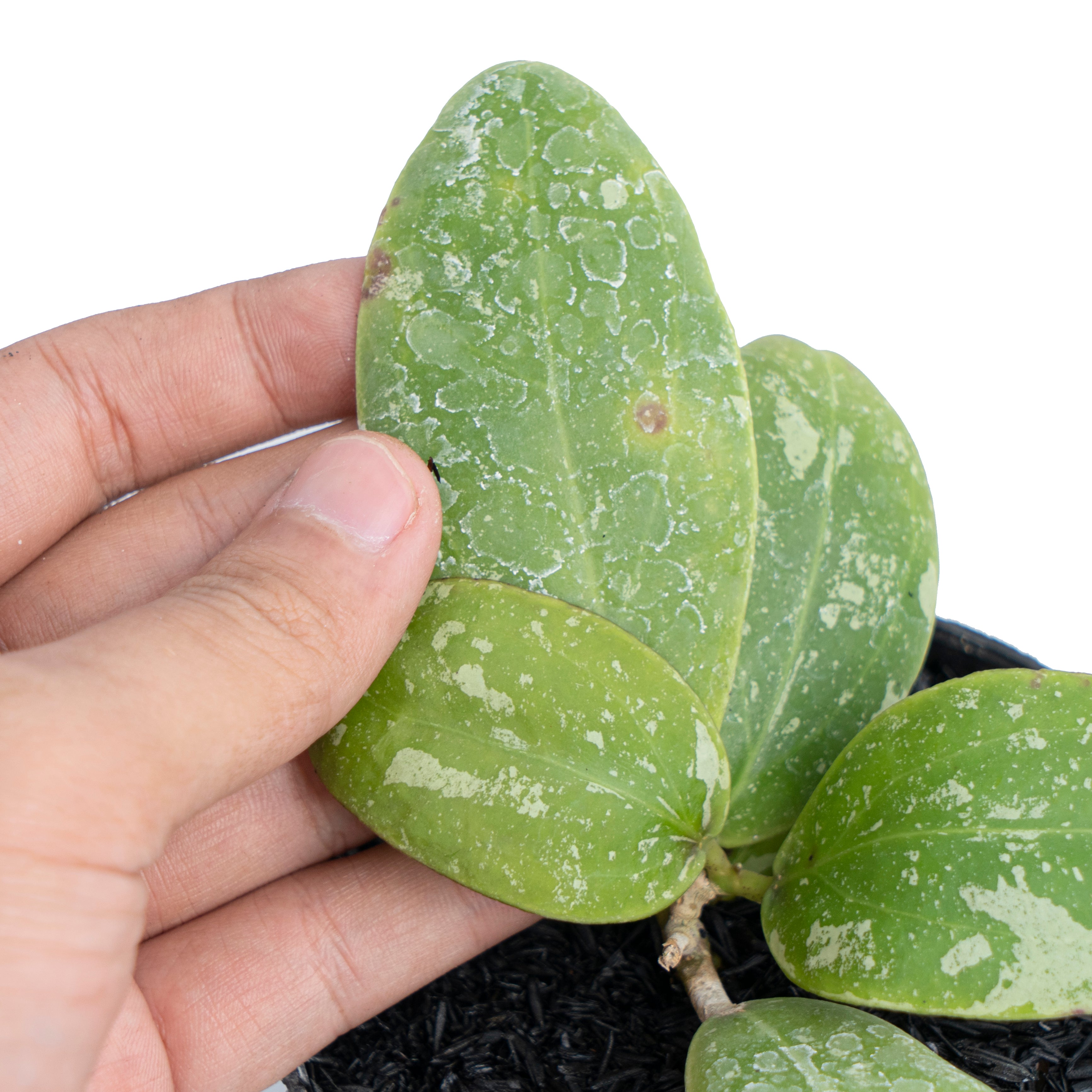 Hoya Rintzii Splash