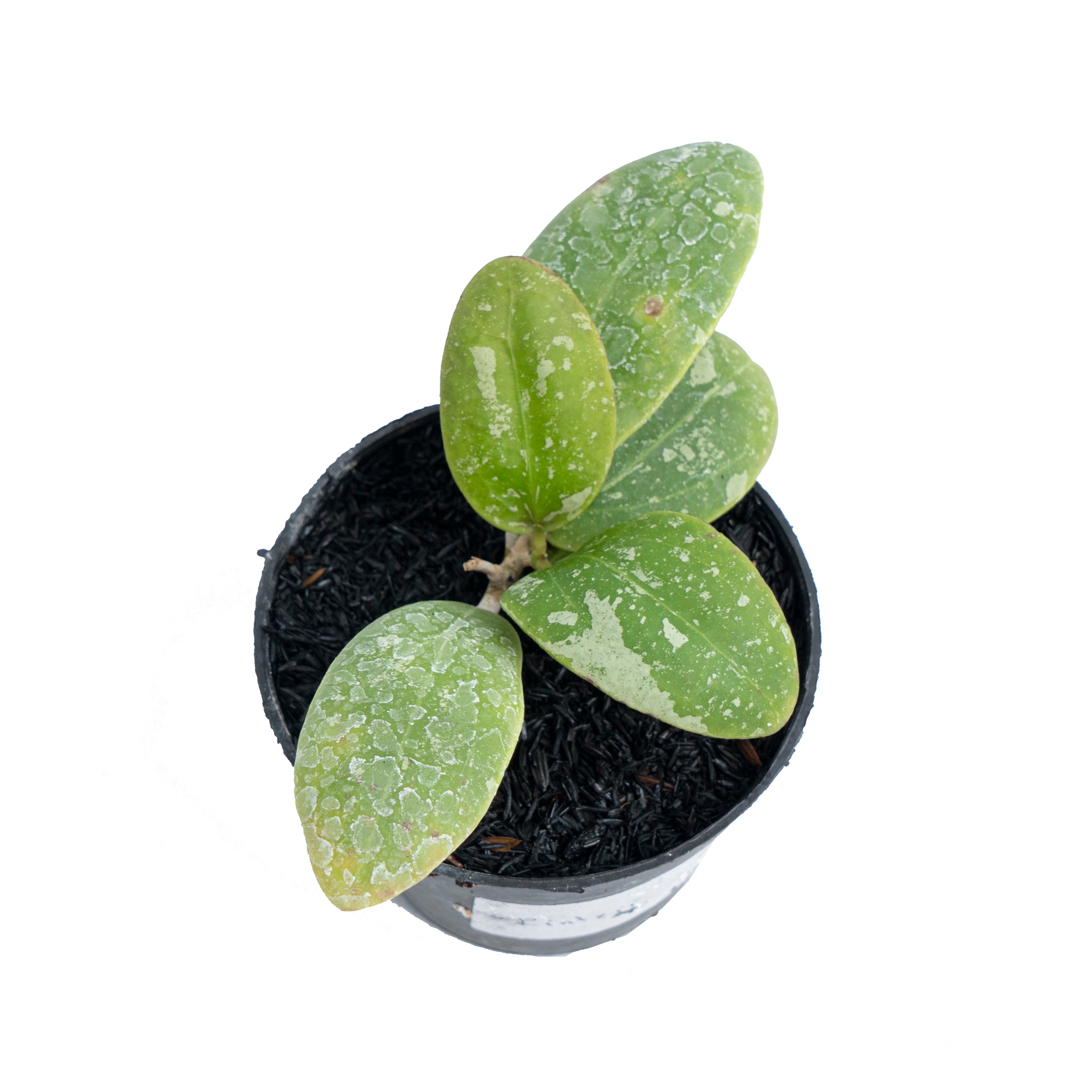 Hoya Rintzii Splash