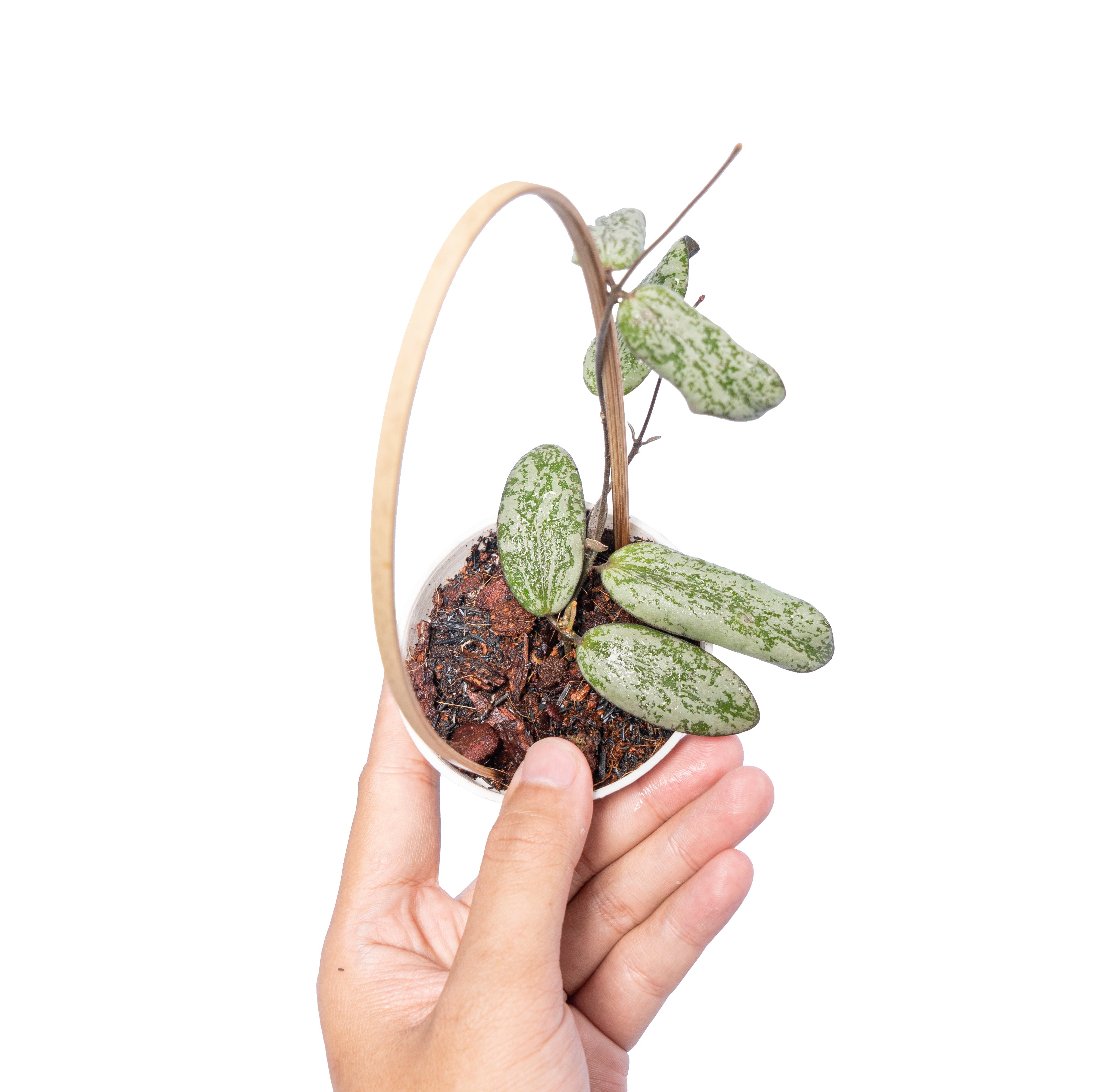 Hoya Sigilatis Silver Borneo