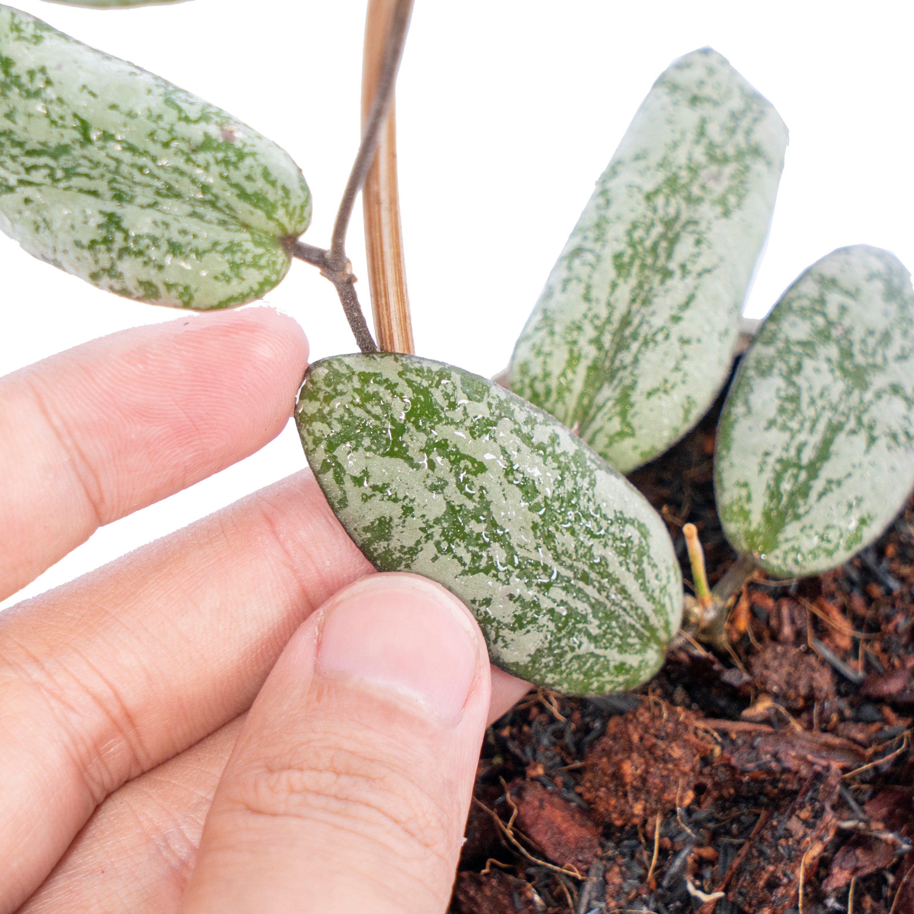 Hoya Sigilatis Silver Borneo