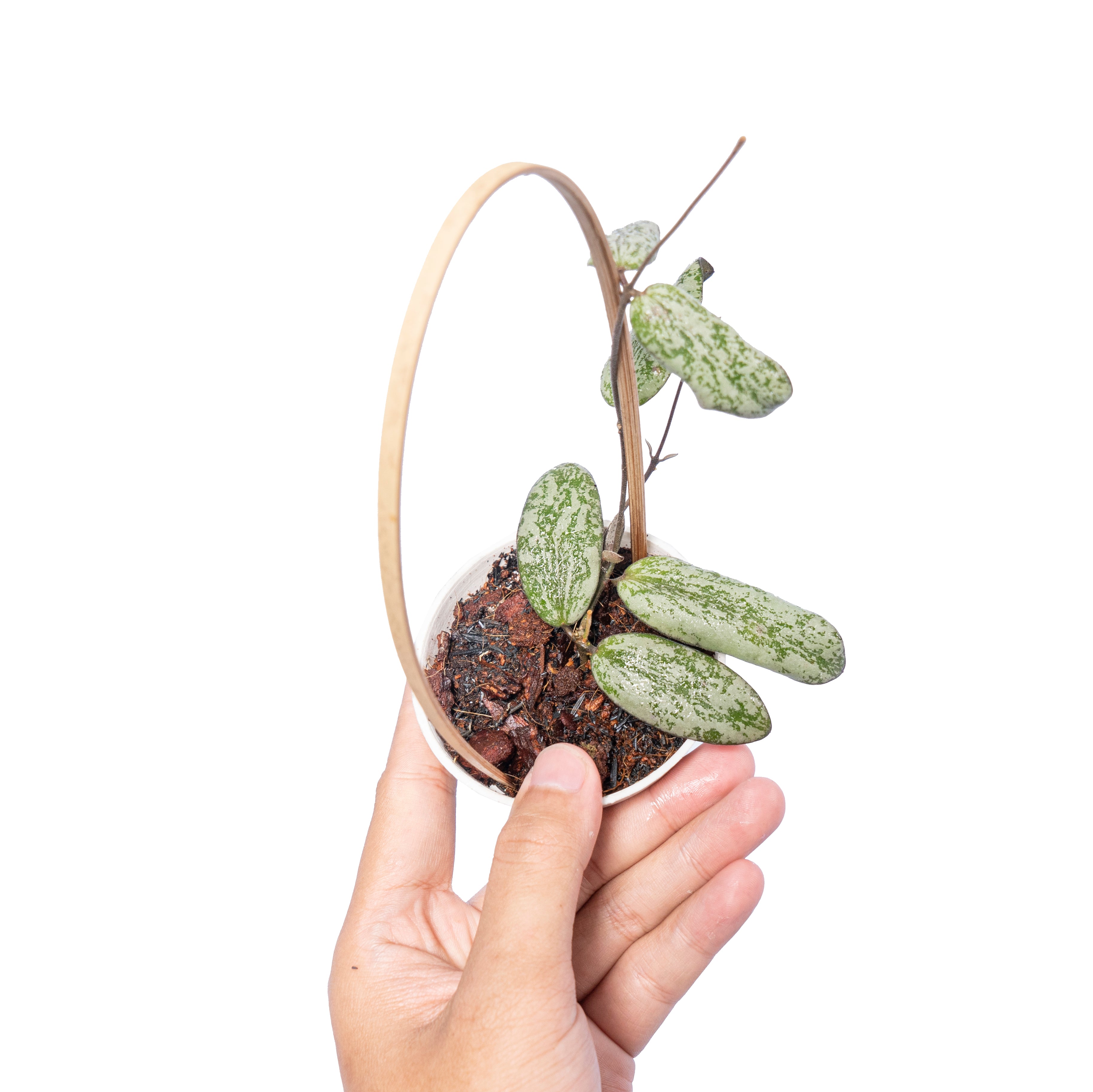 Hoya Sigilatis Silver Borneo