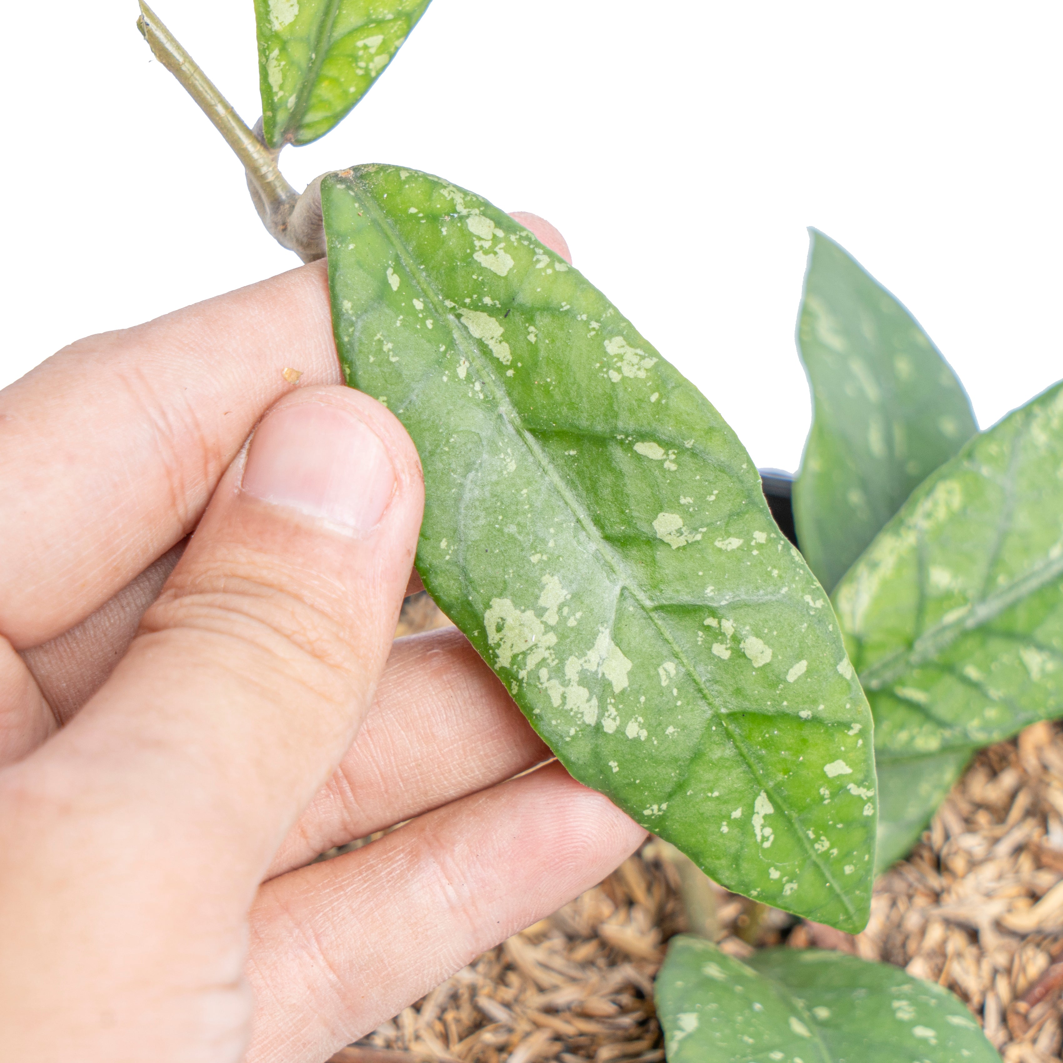 Hoya Sp Aceh splash - Aroidmarket