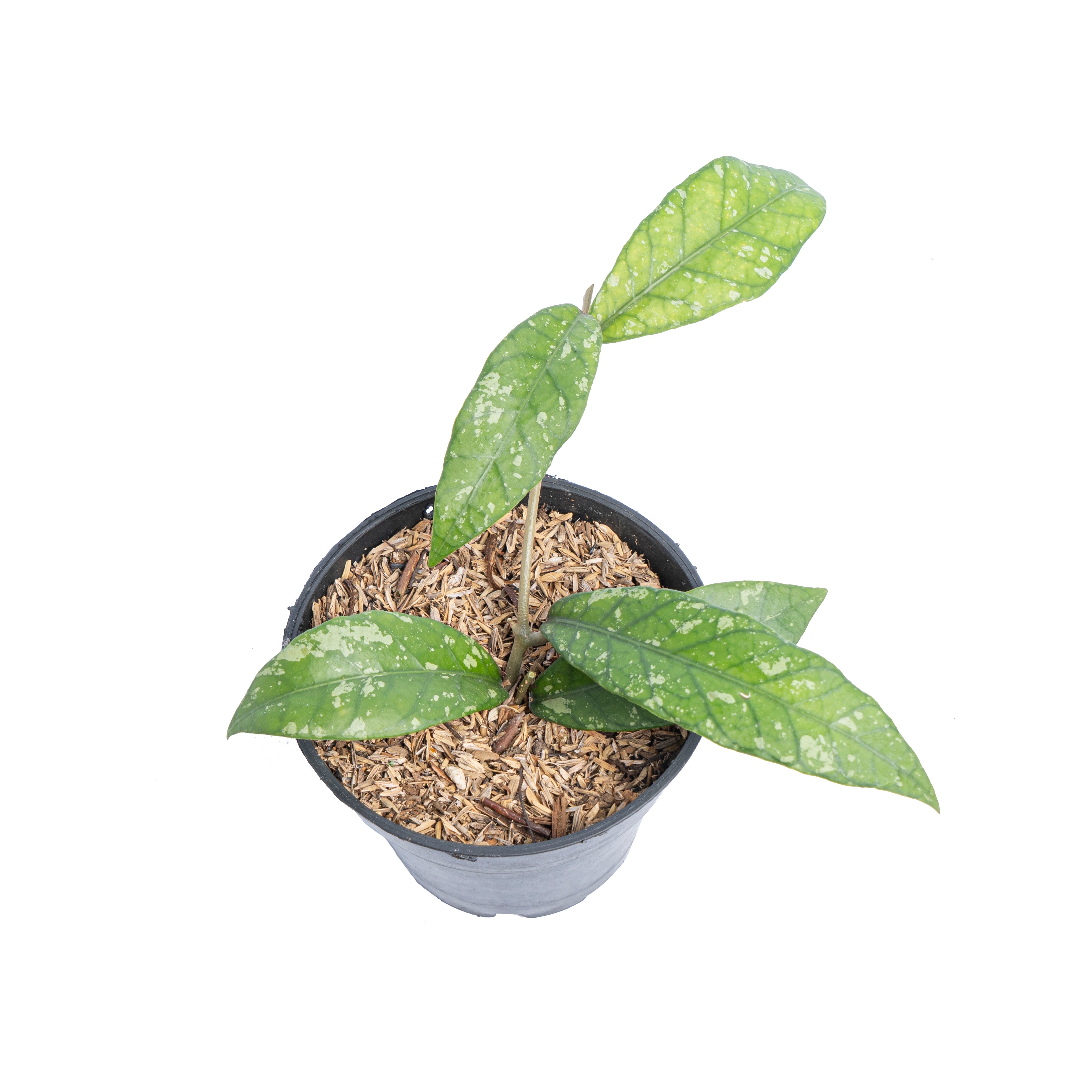 Hoya Sp Aceh splash - Aroidmarket