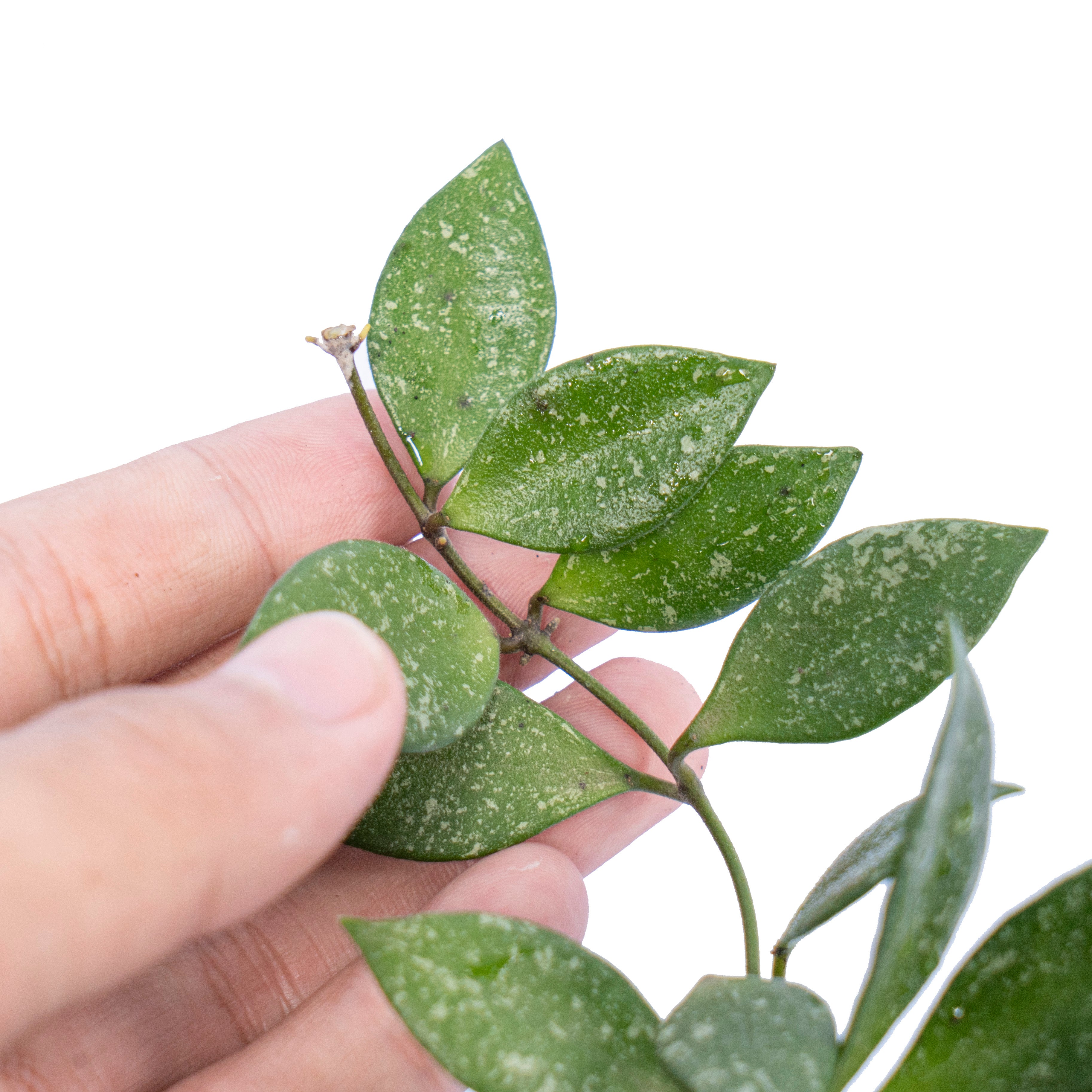 Hoya Sp Cianjur Splash