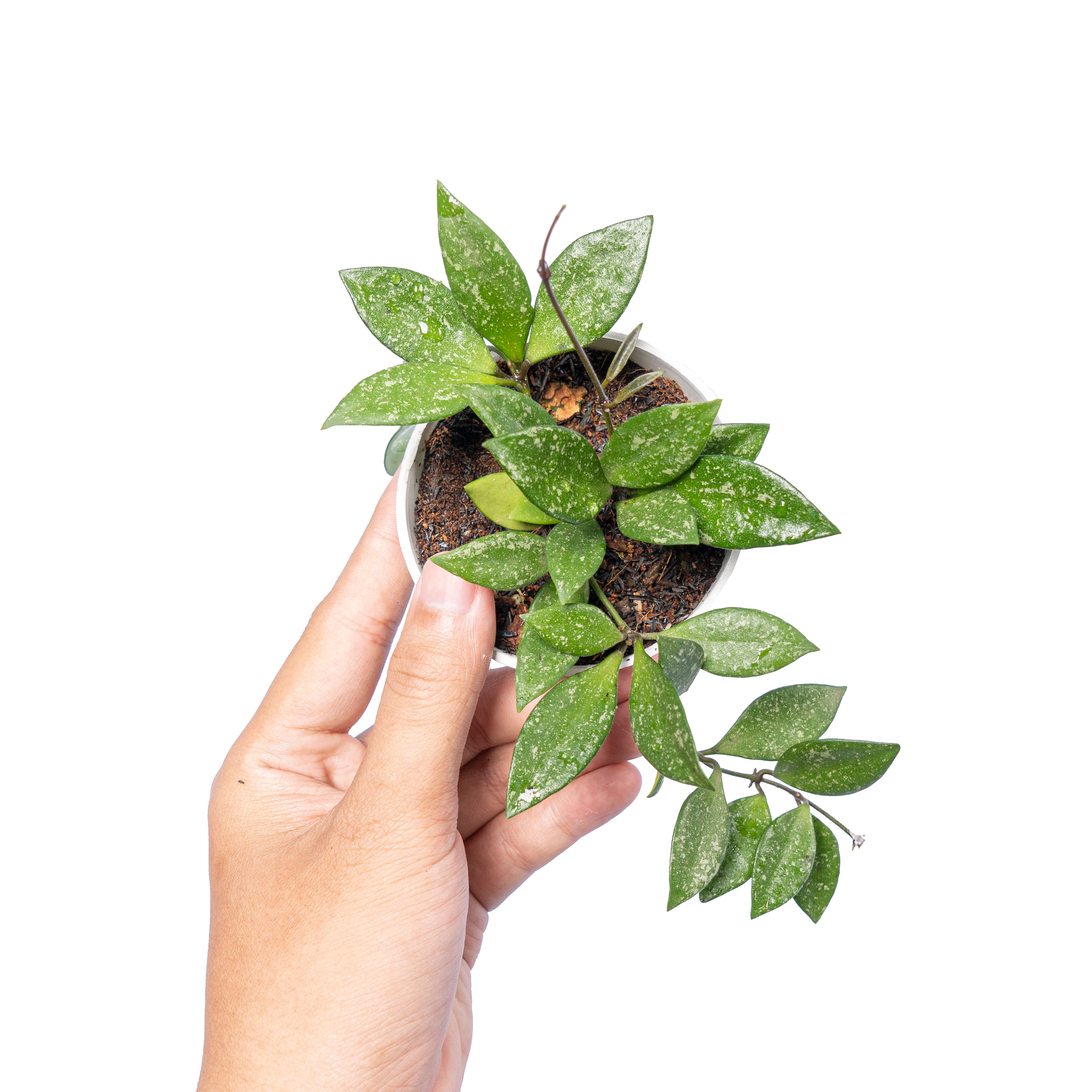 Hoya Sp Cianjur Splash