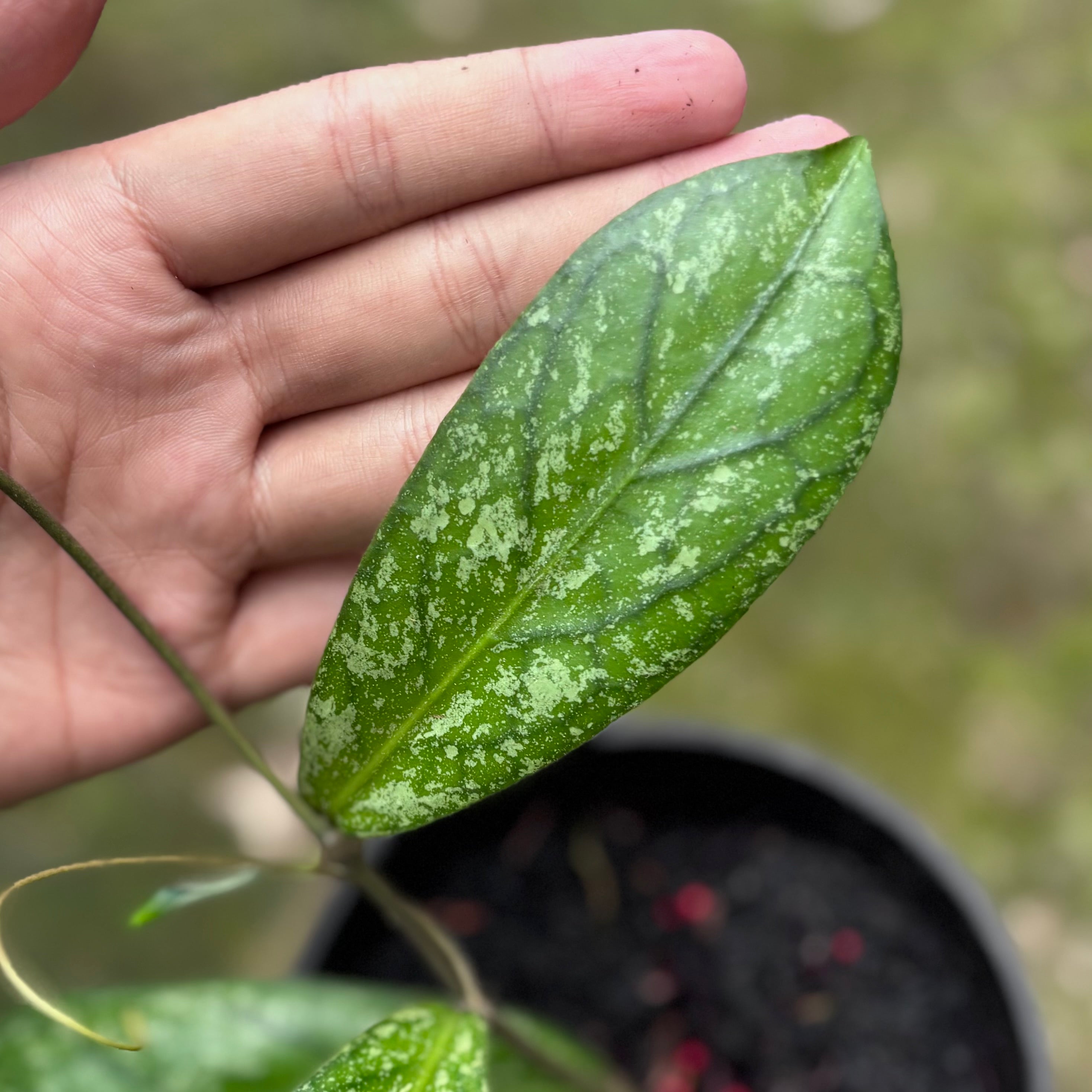 Hoya Sp Tanggamus splash