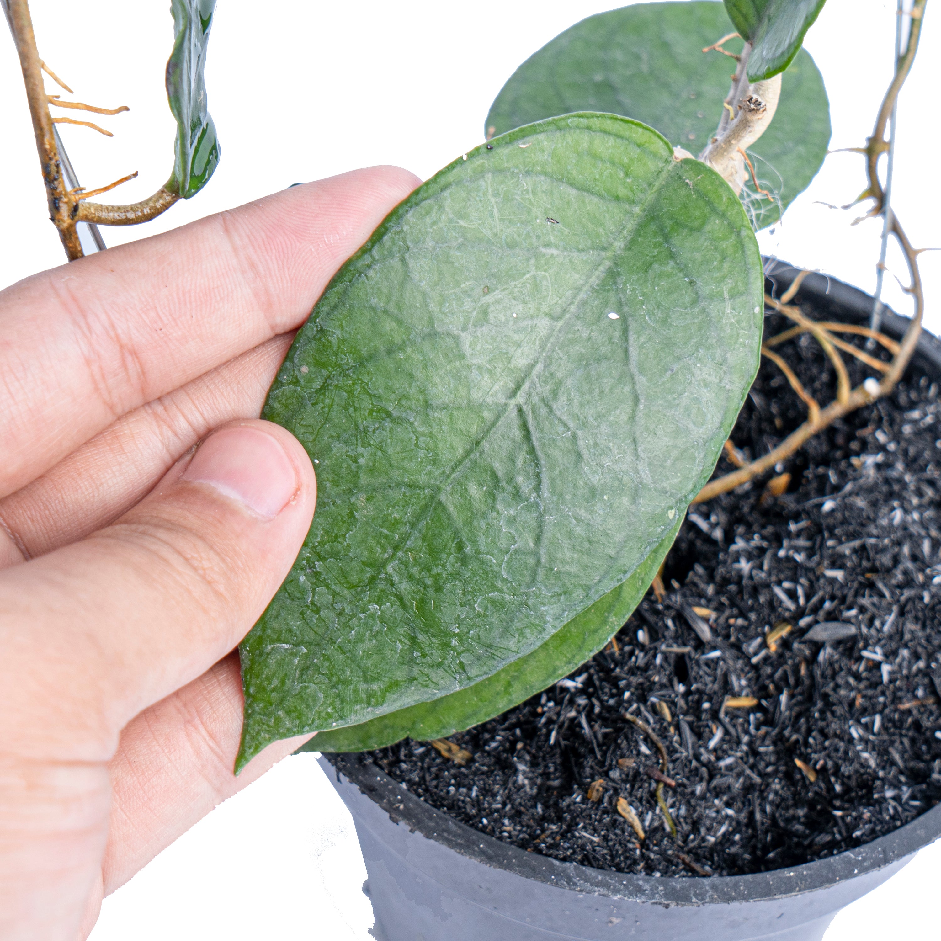 Hoya Sp sumbawa