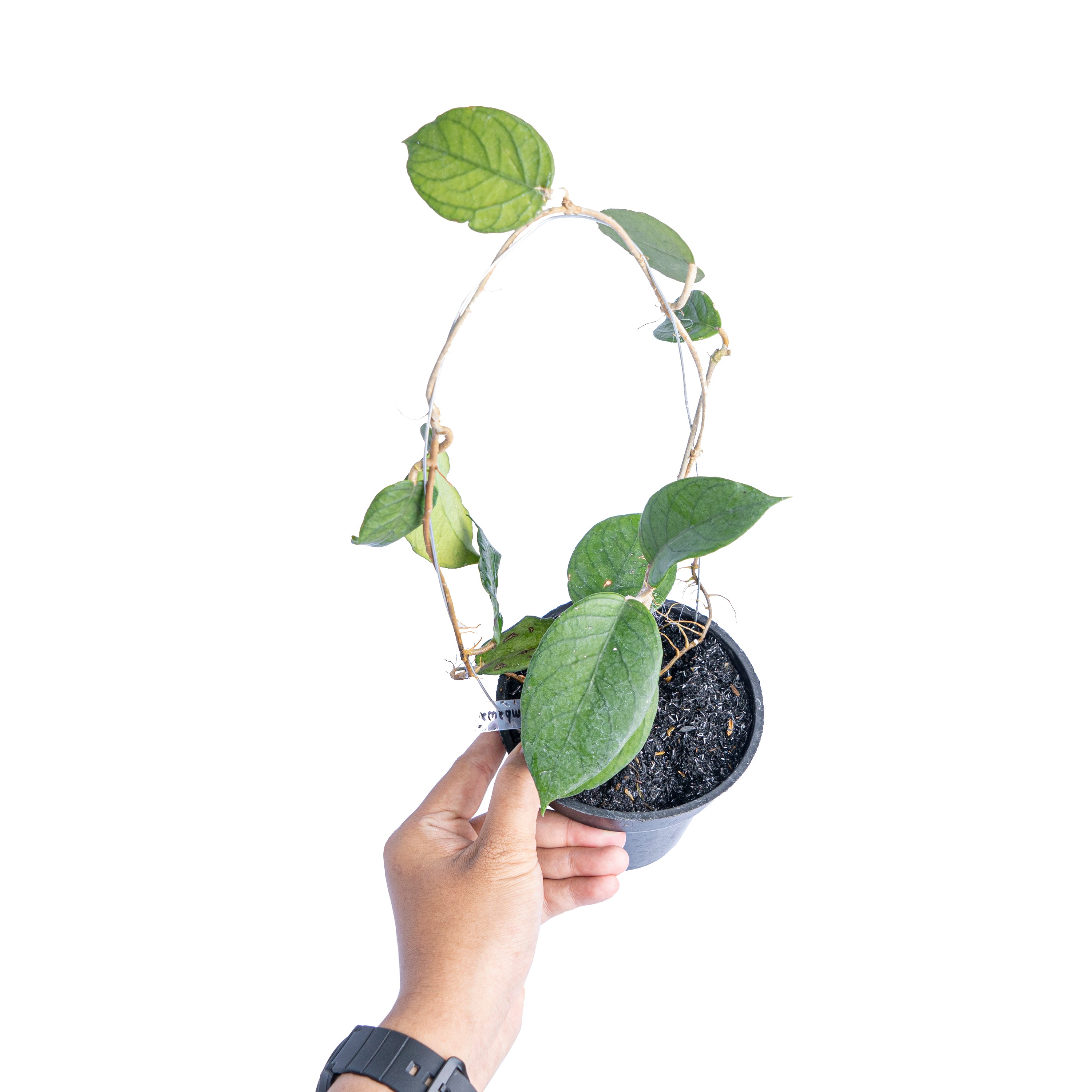 Hoya Sp sumbawa