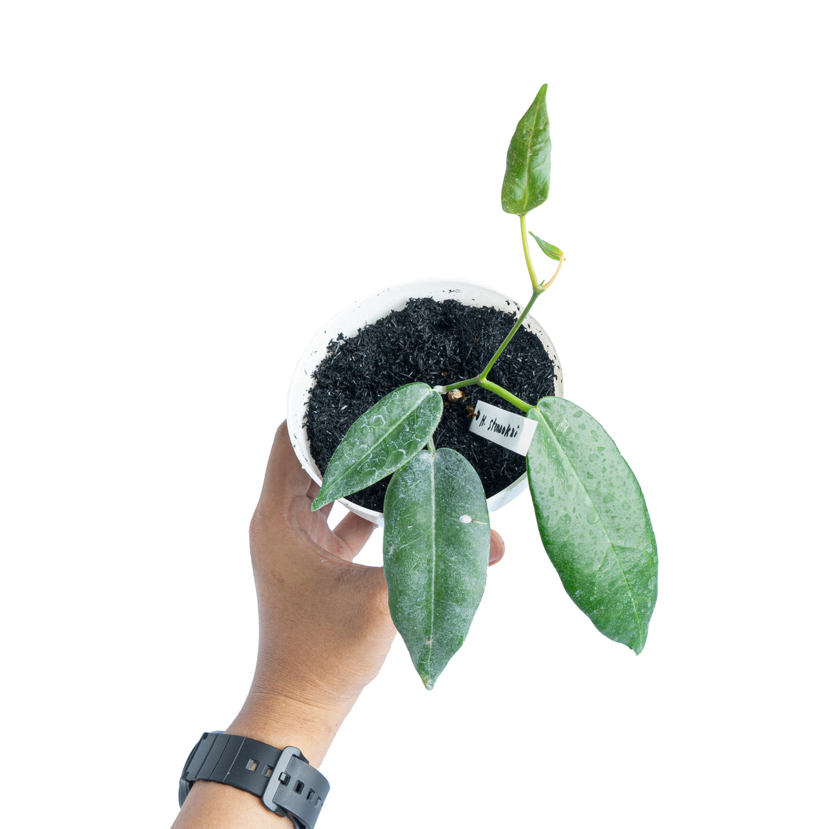 Hoya Stenaokai Sp Papua