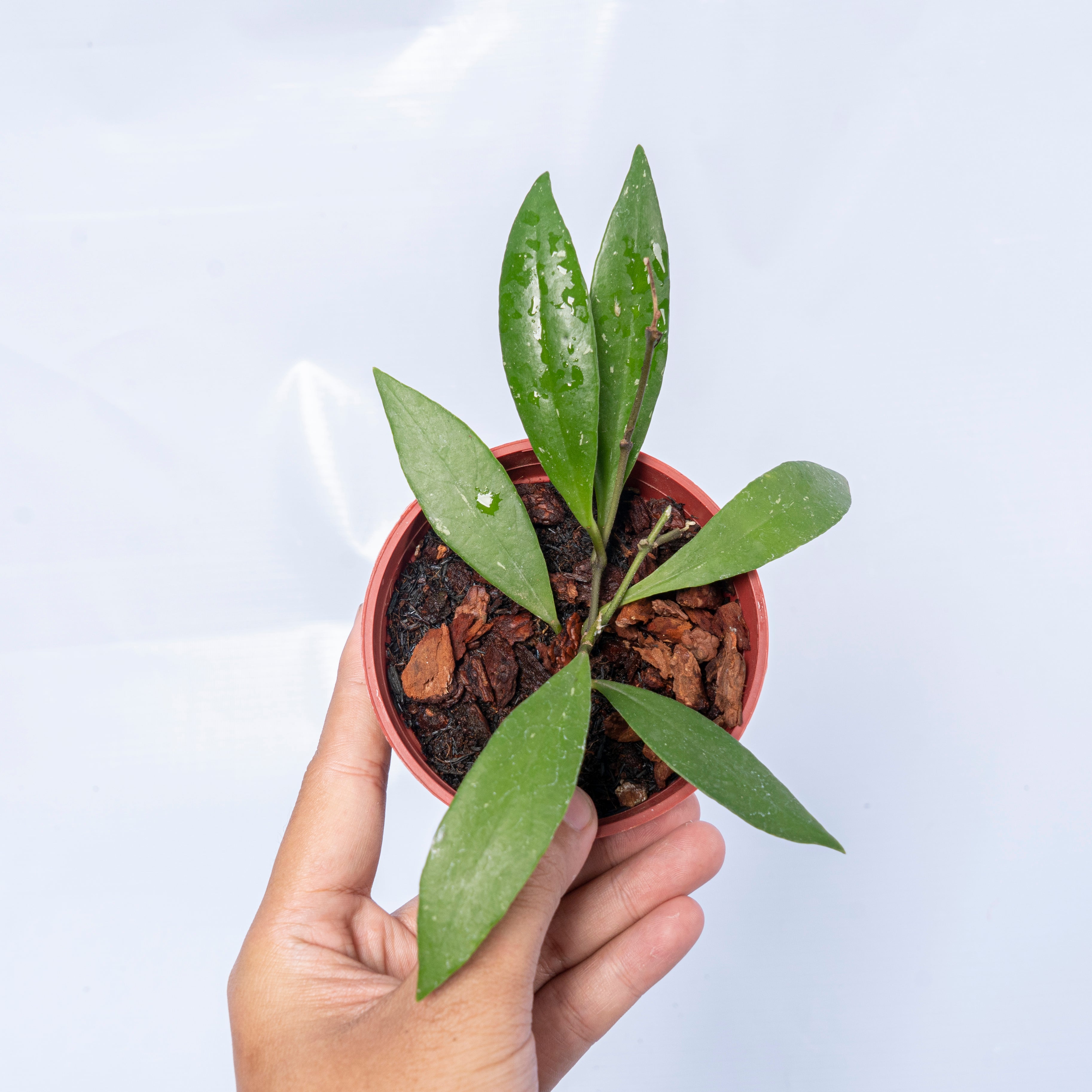 Hoya Sulawesiana Small Leaf