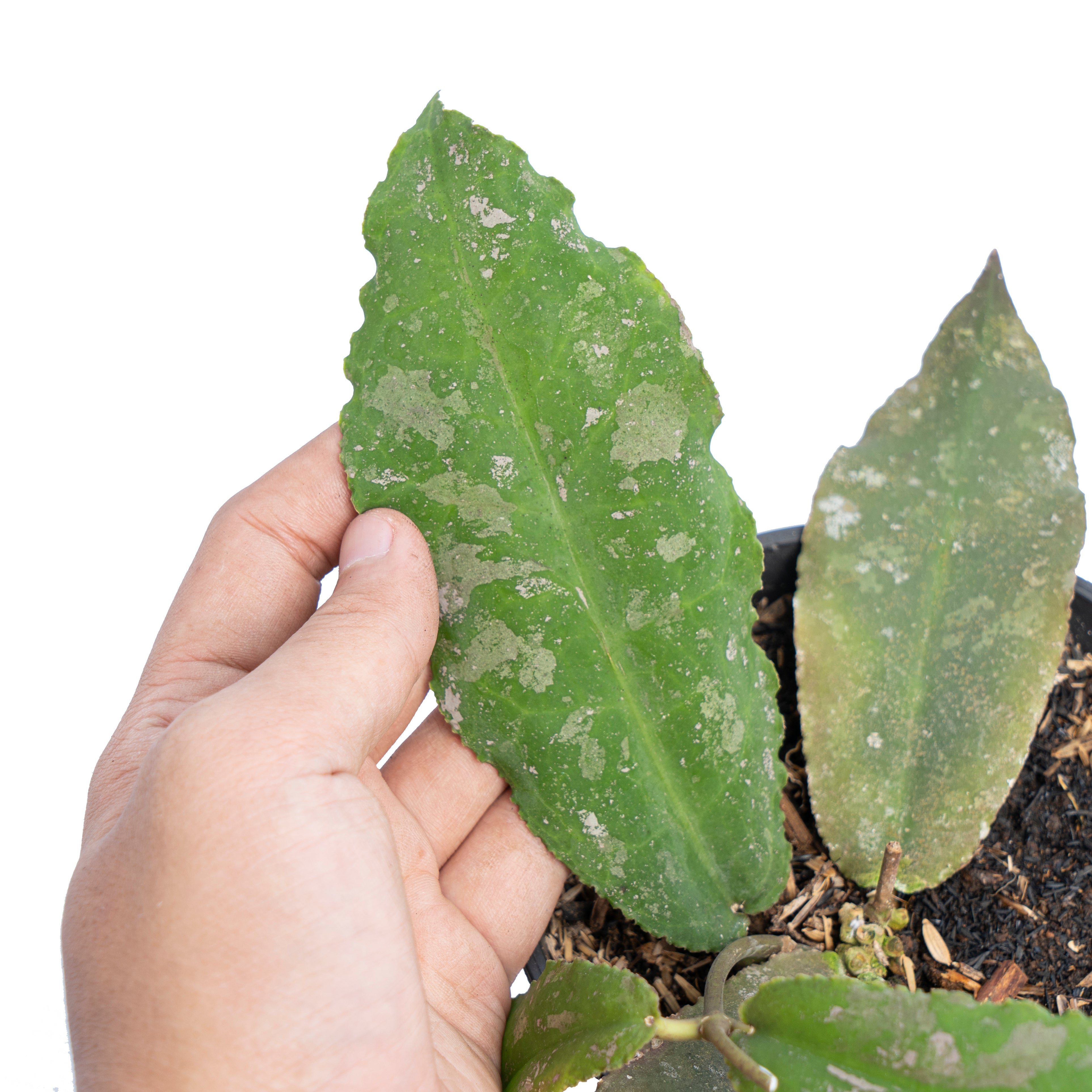 Hoya Undulata Splash
