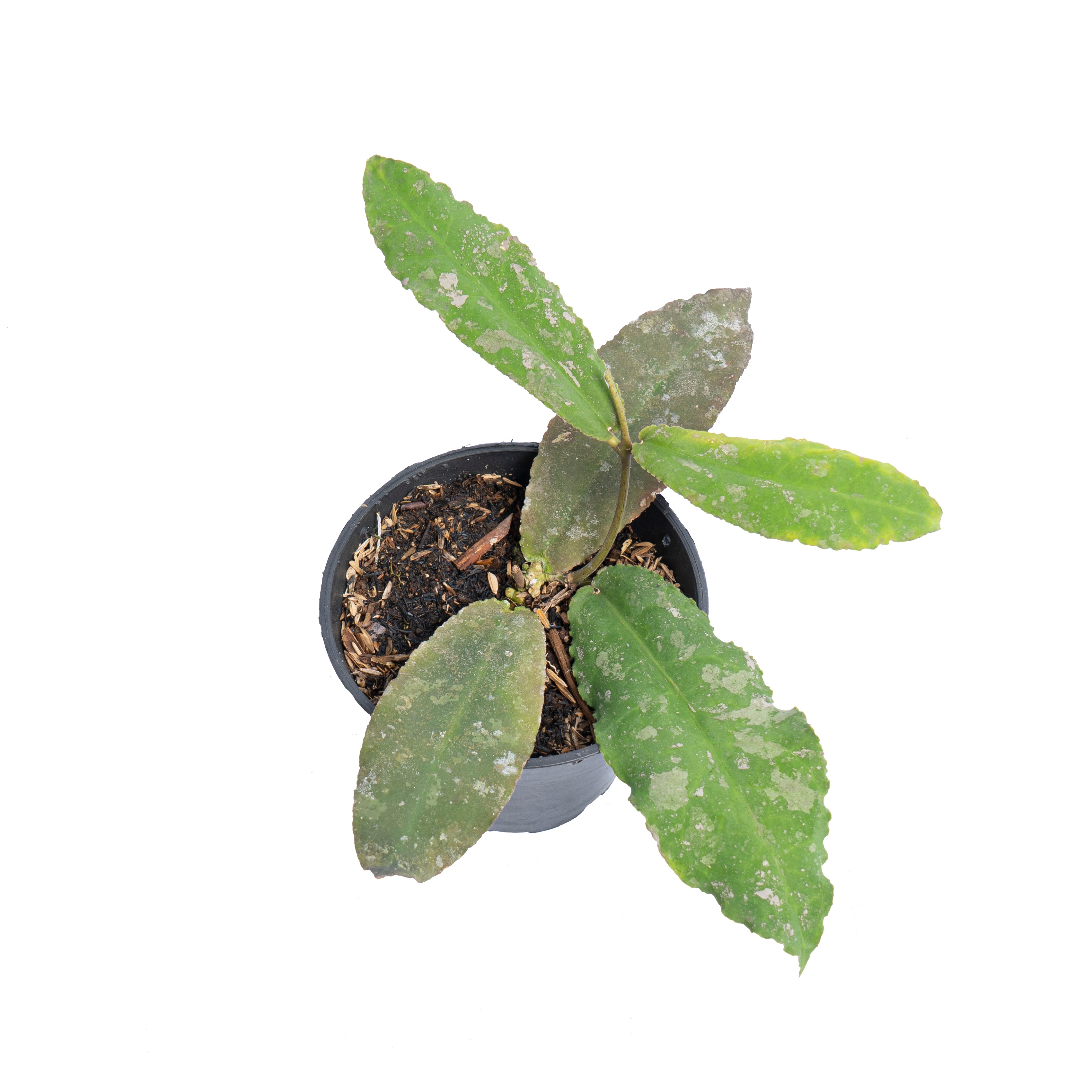 Hoya Undulata Splash