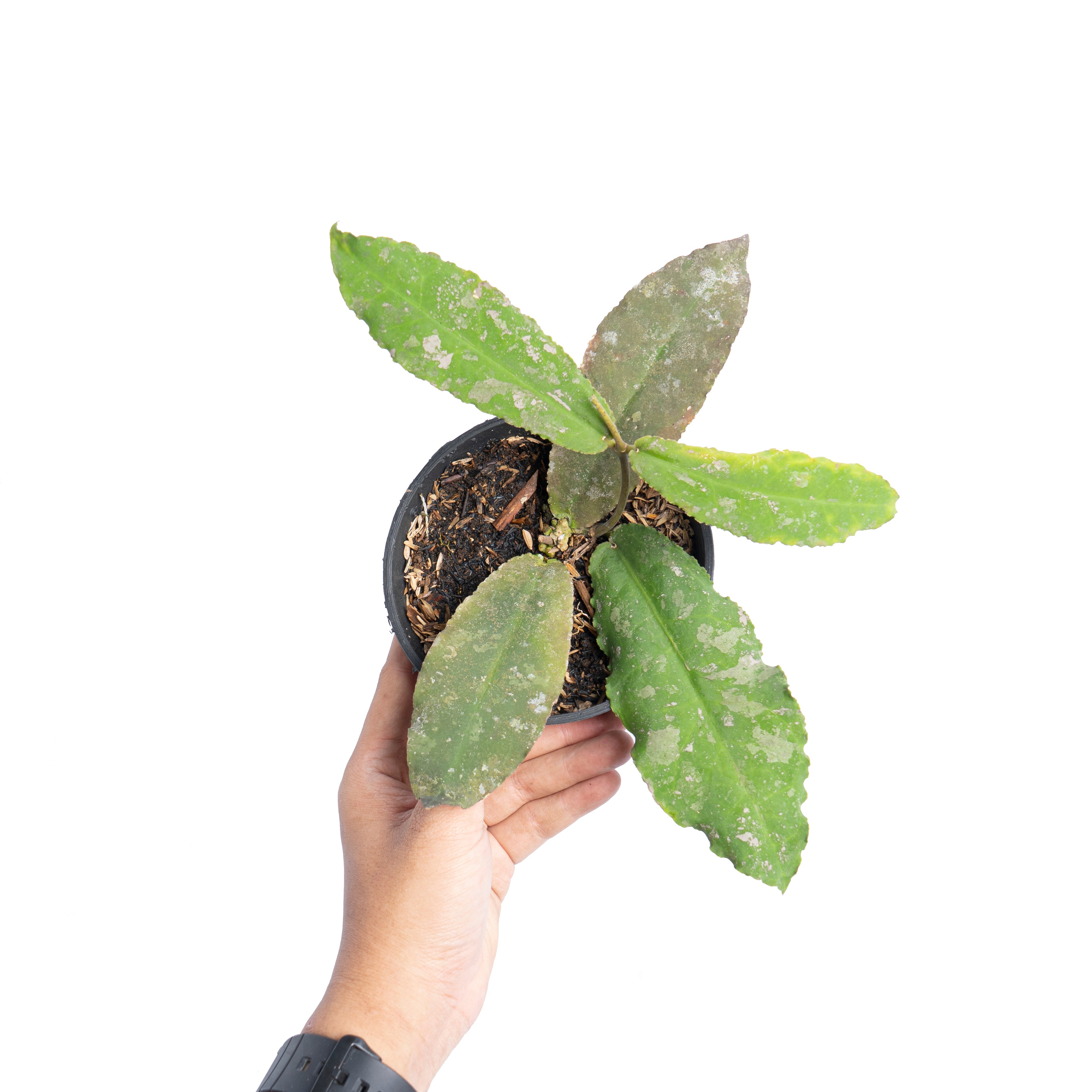 Hoya Undulata Splash