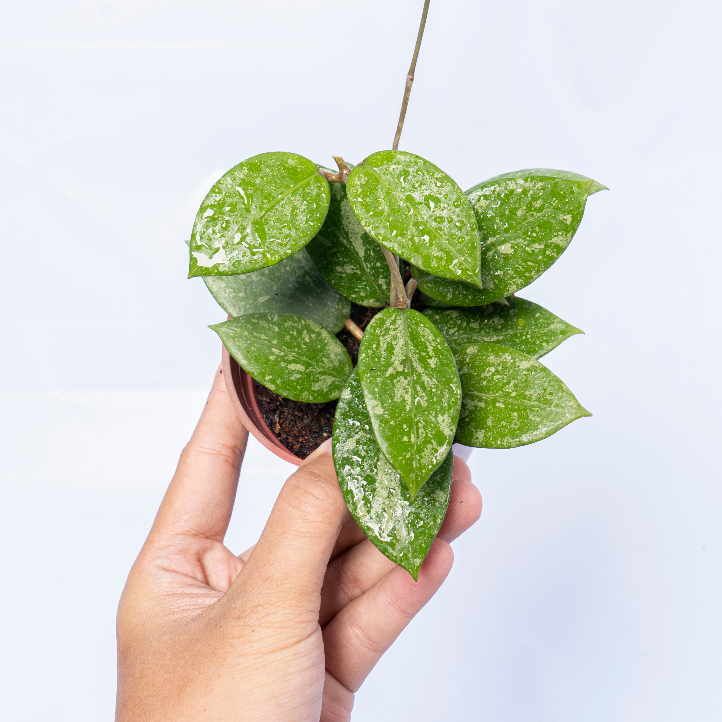 Hoya Verticillata Pacitan Splash