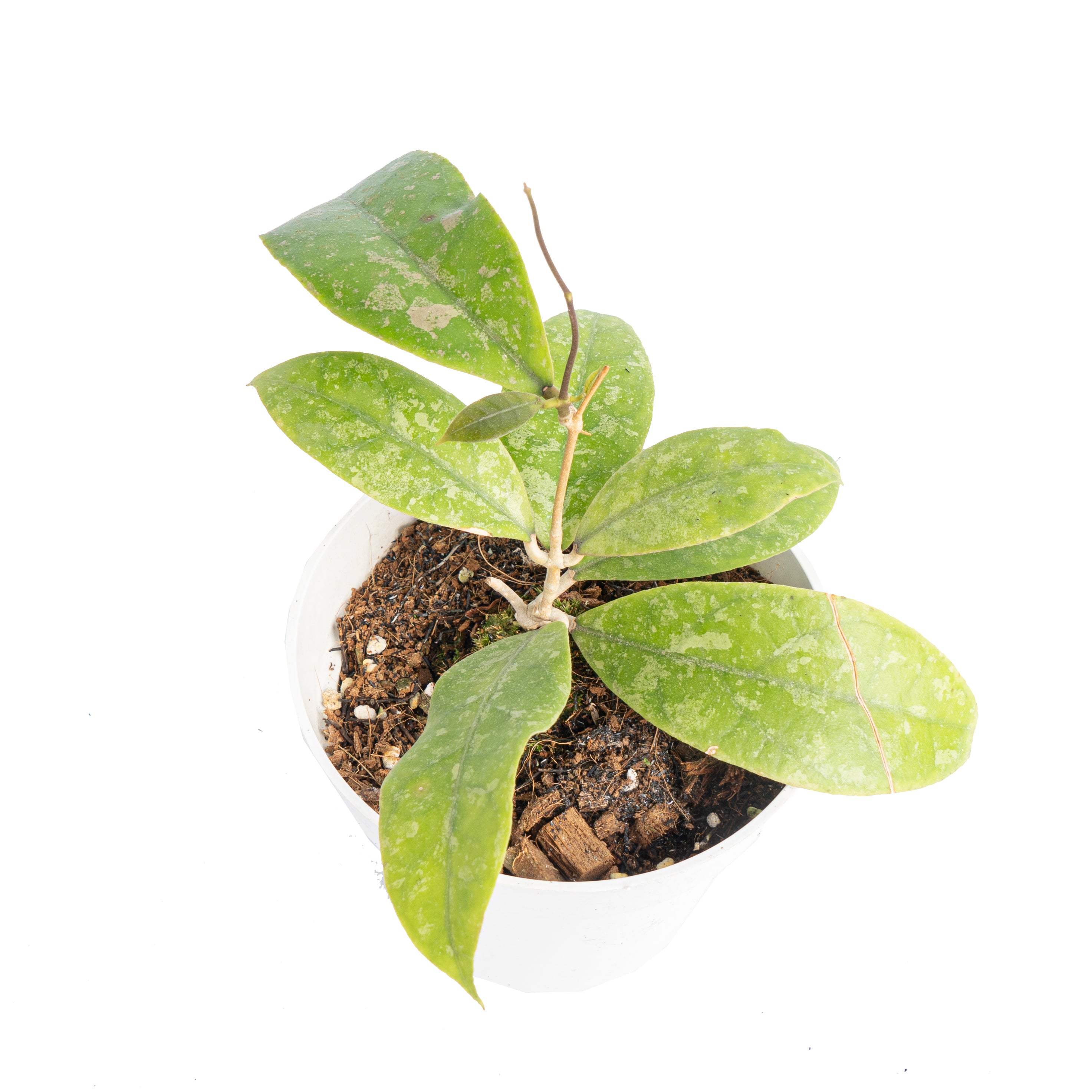Hoya aff lambii splash