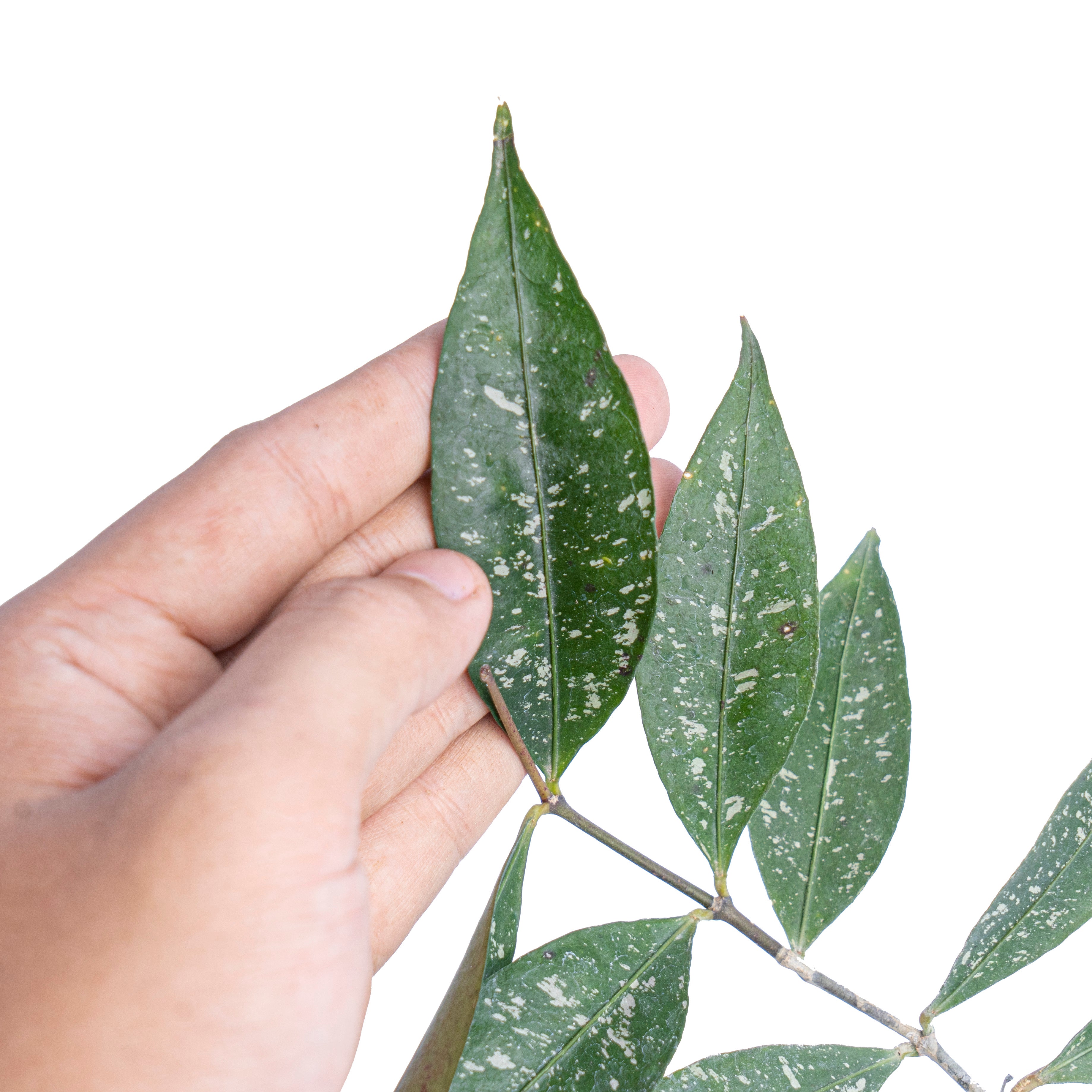Hoya amicabilis