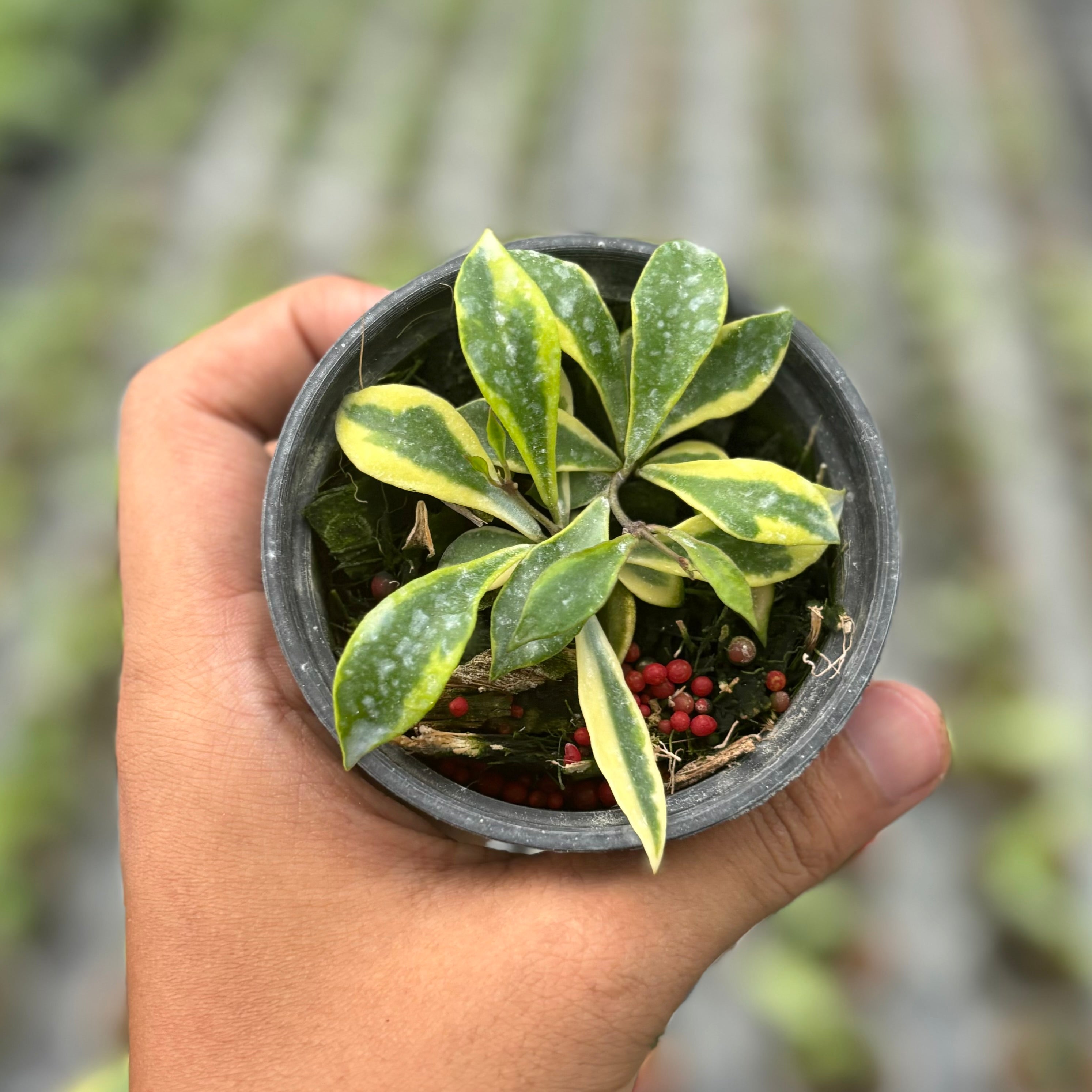 Hoya bakoensis variegated 鉢カバー付き Hoya bakoensis albomarginata variegated
