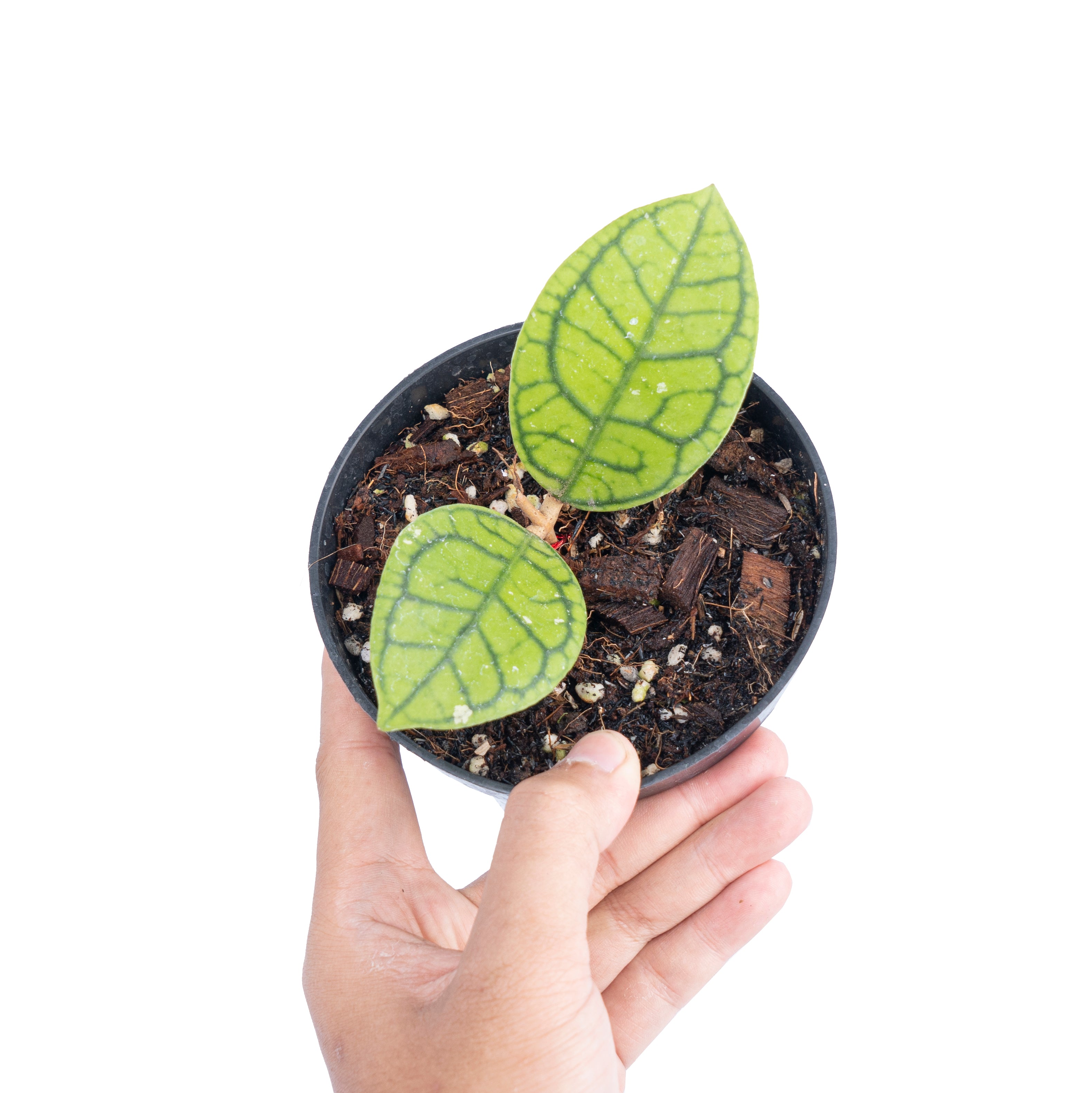 Hoya callistophylla vena
