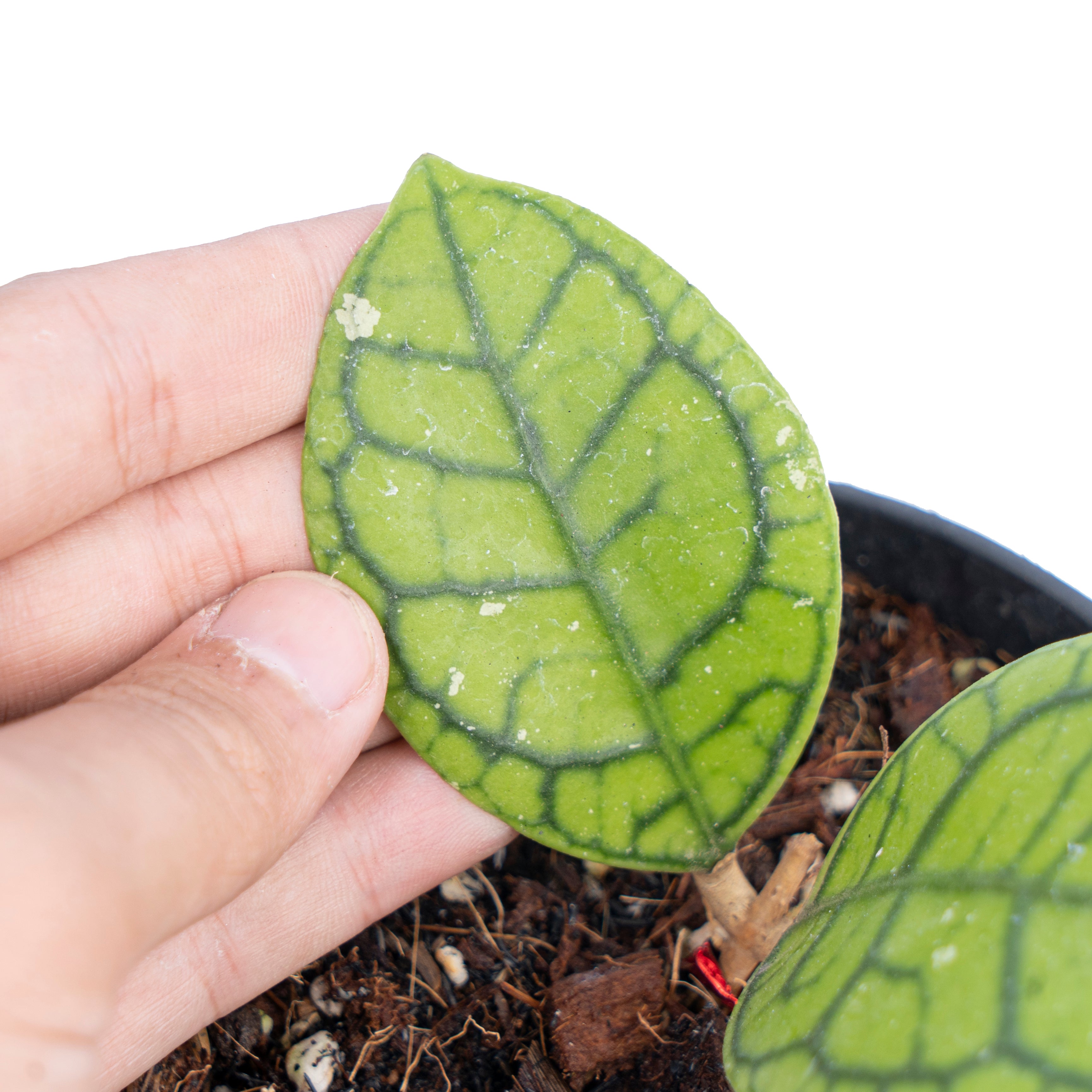 Hoya callistophylla vena